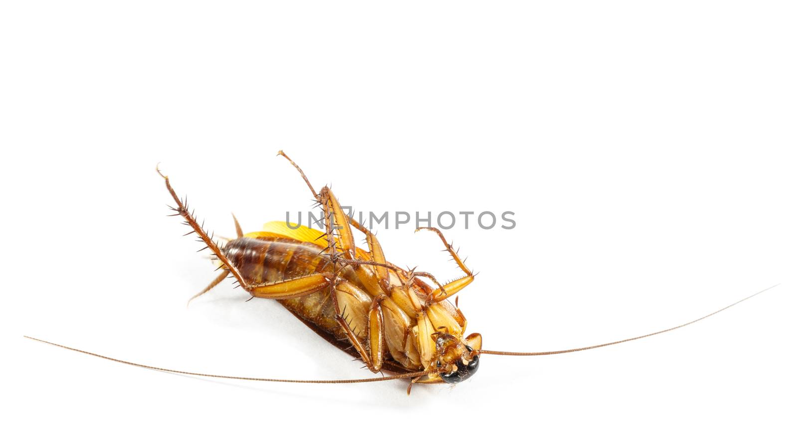 cockroach turn face up on white background (isolated) and blank area at upper side