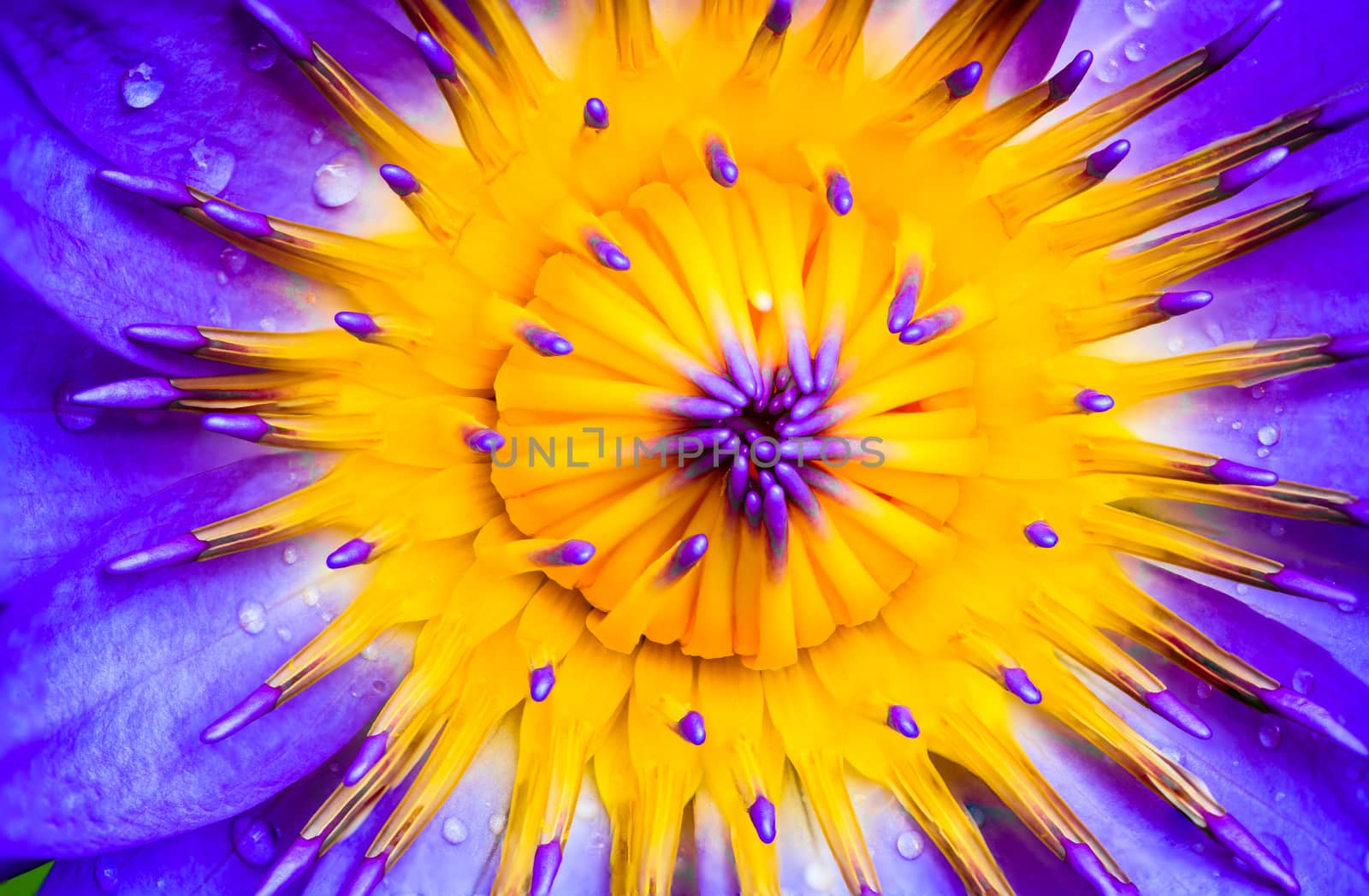 Closeup picture of a purple water lily
