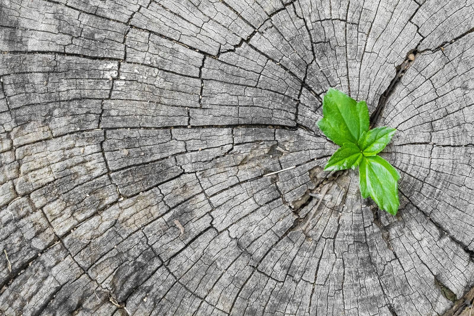 plant growing out of a tree stump by Volcanic