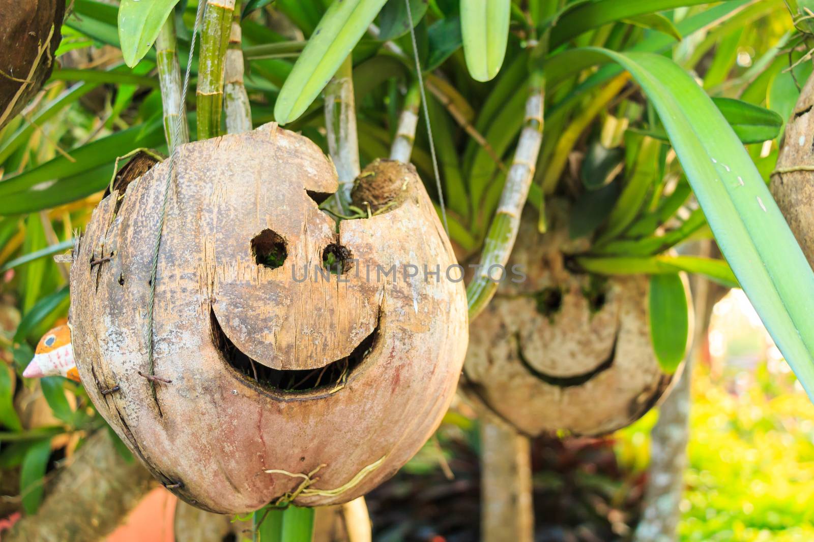 coconut with smile face was hanged in front of house , Thailand