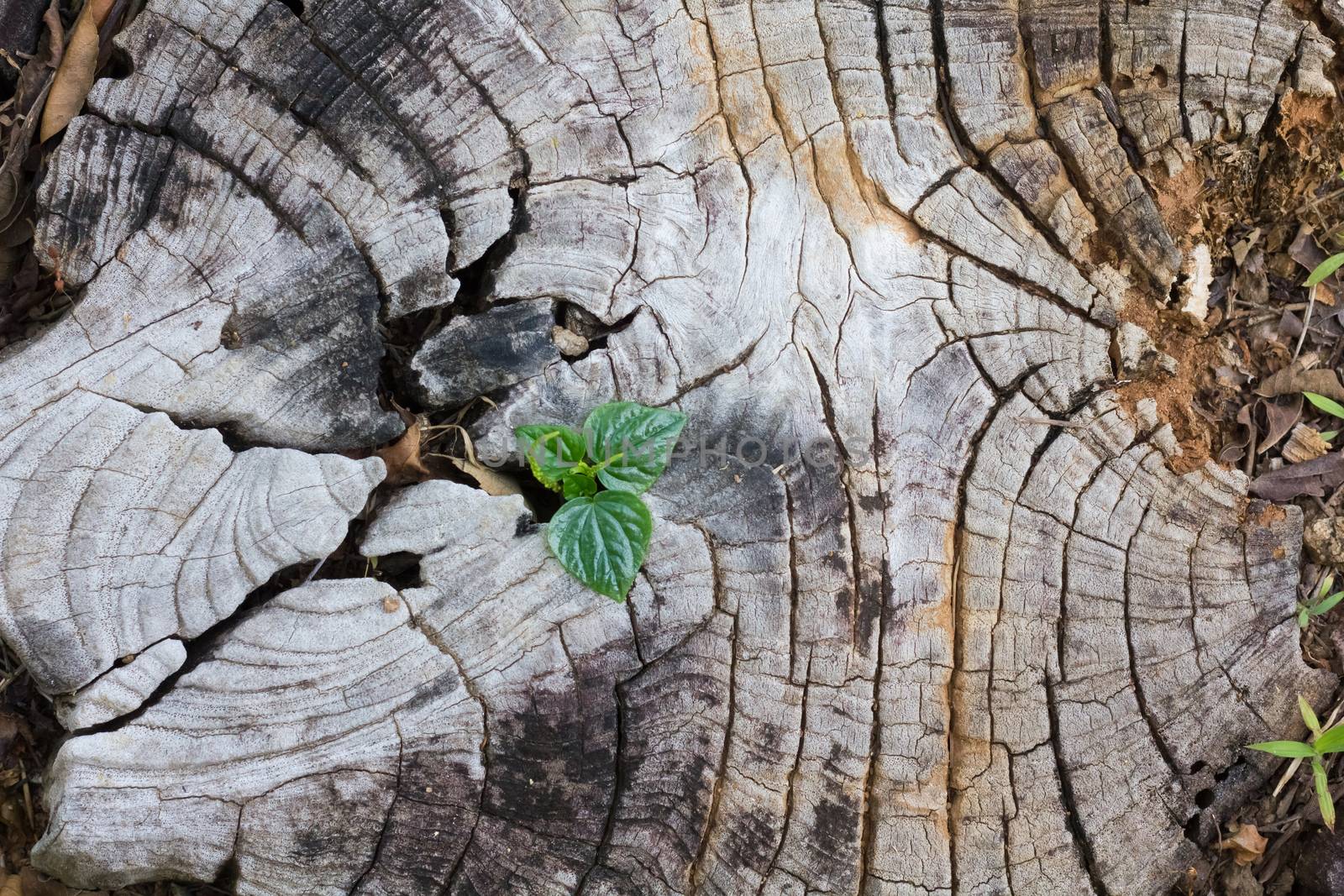 plant growing out of a tree stump by Volcanic