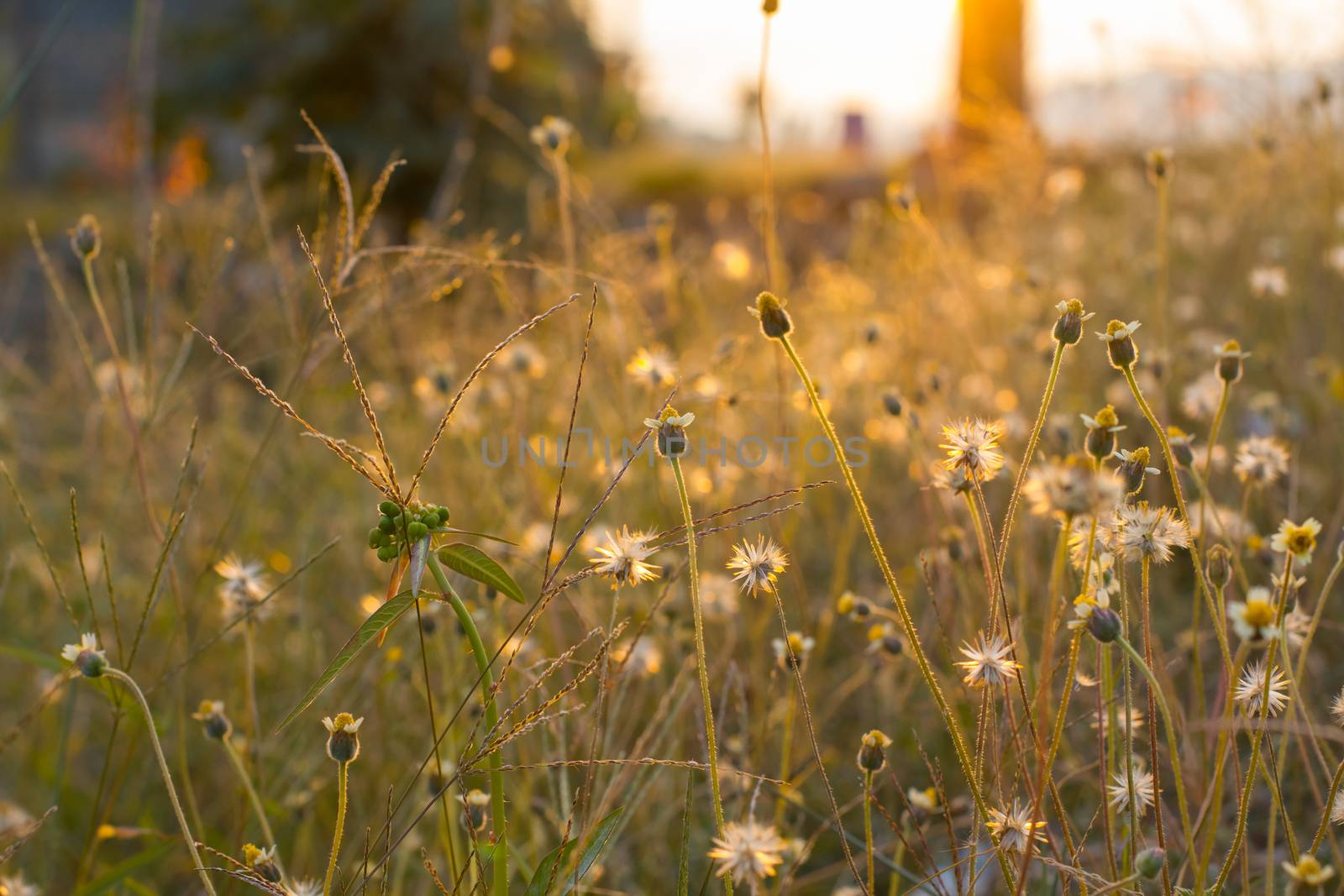 morning sun shining on wildflowers or weeds growing in a grassy field