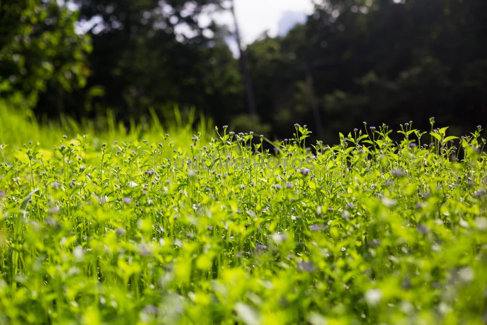 morning light over the Green field