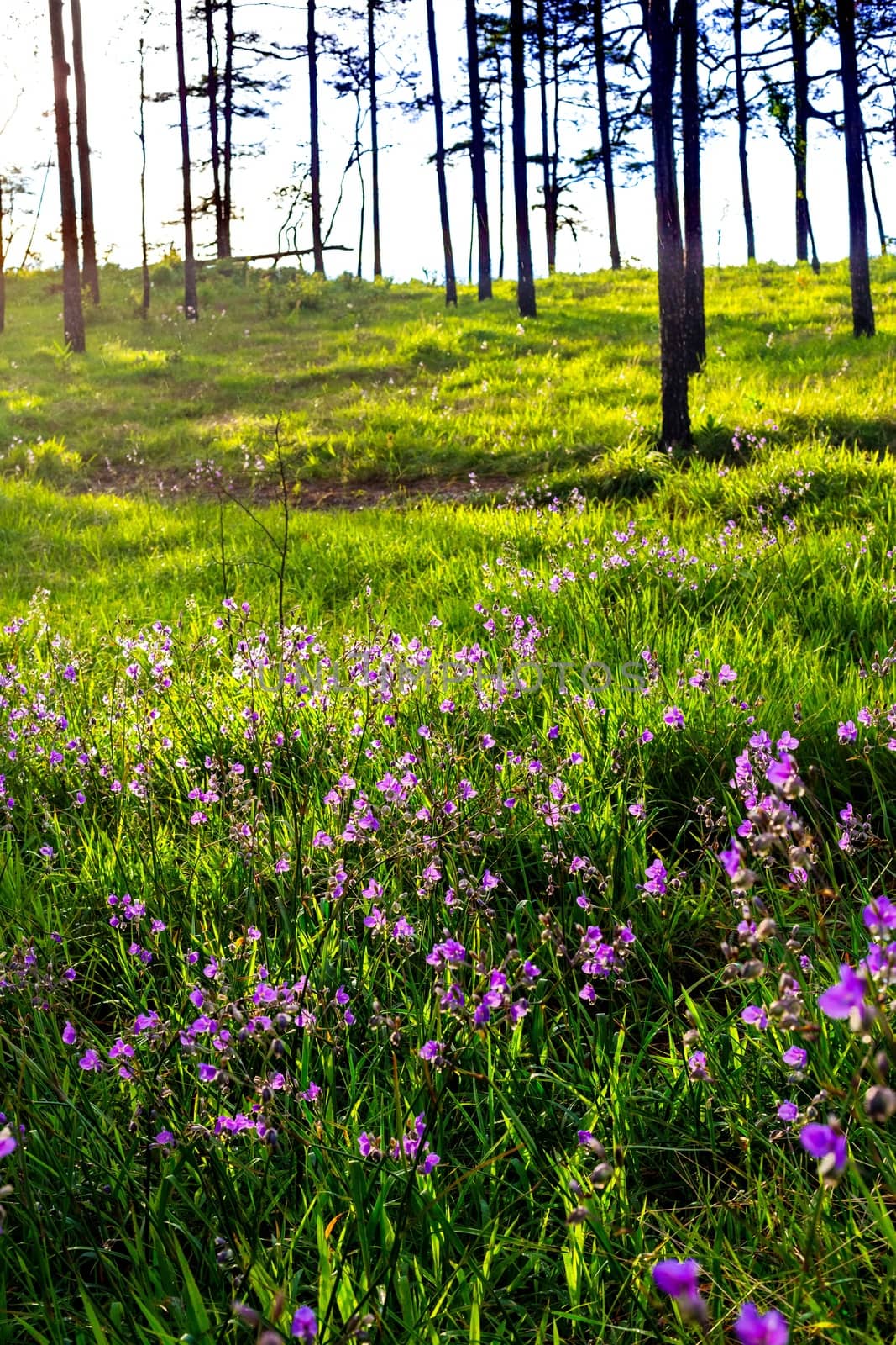 morning sun shining on wildflowers or weeds growing in a grassy field