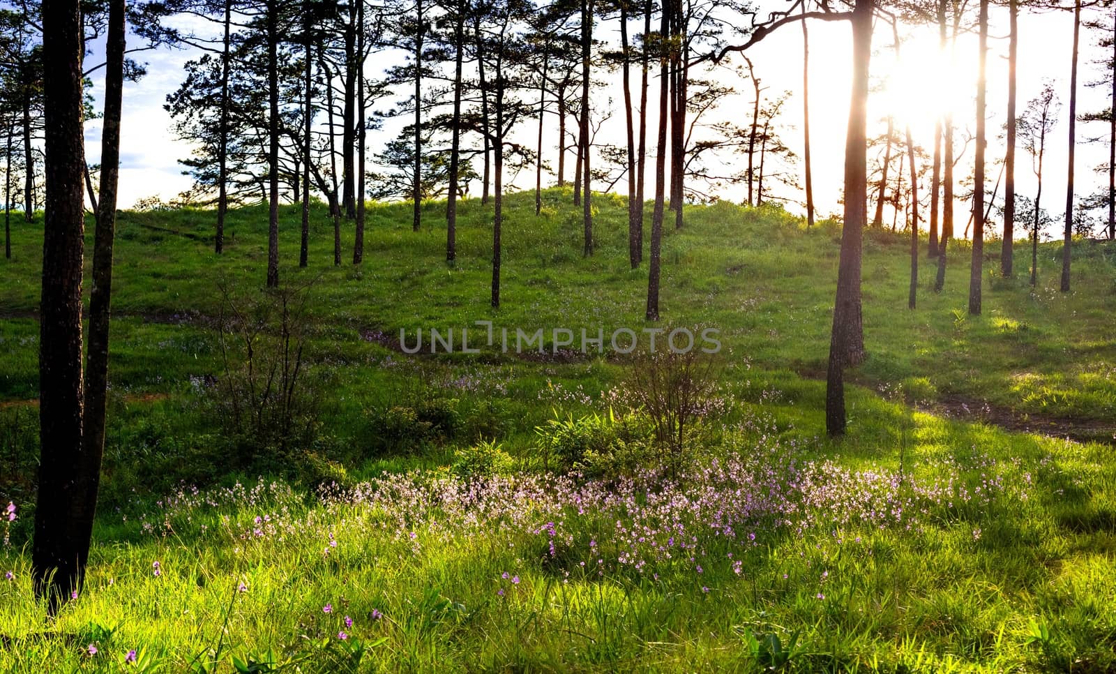 morning sun shining on wildflowers or weeds growing in a grassy field