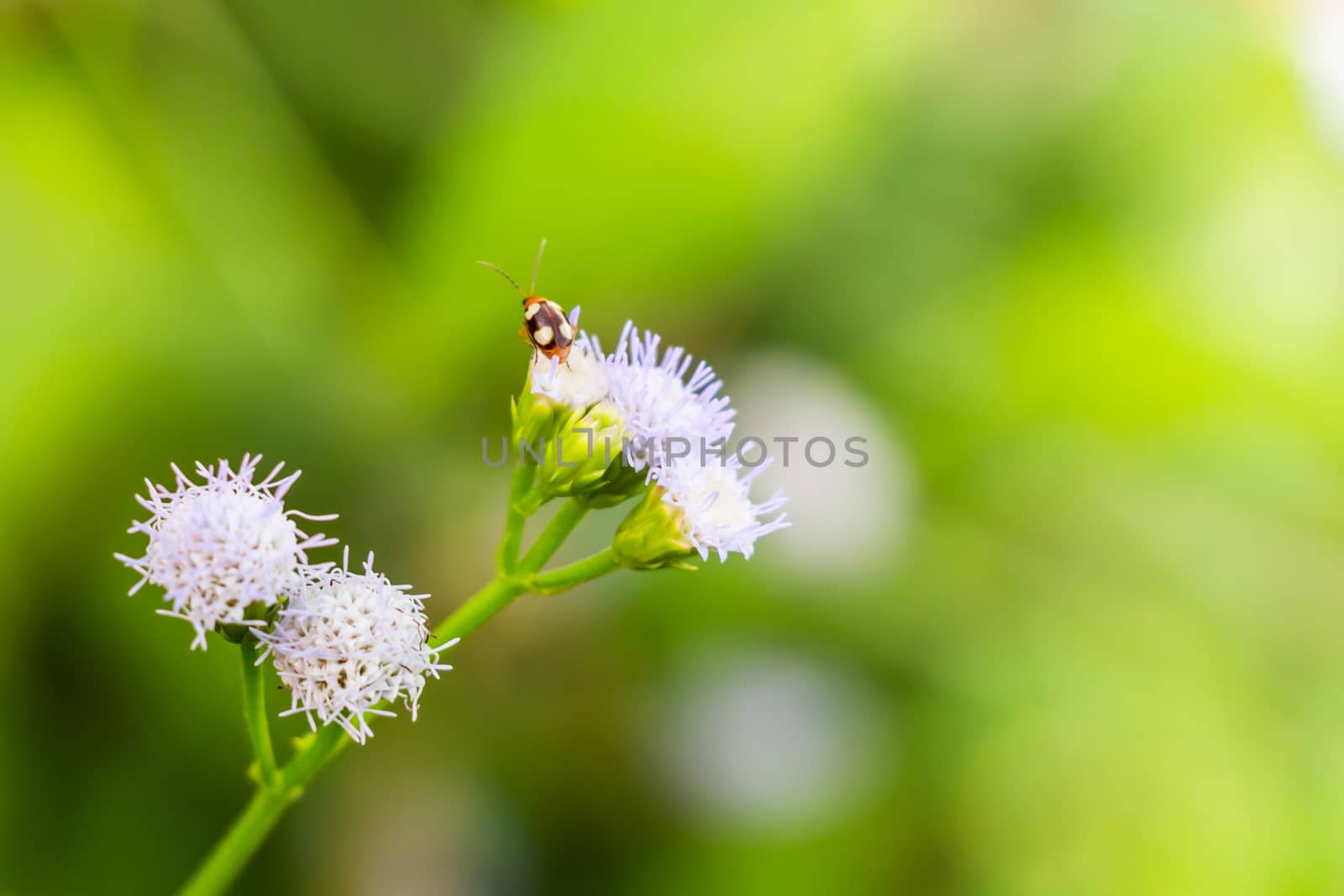 a bug swarm on purole flower and green background