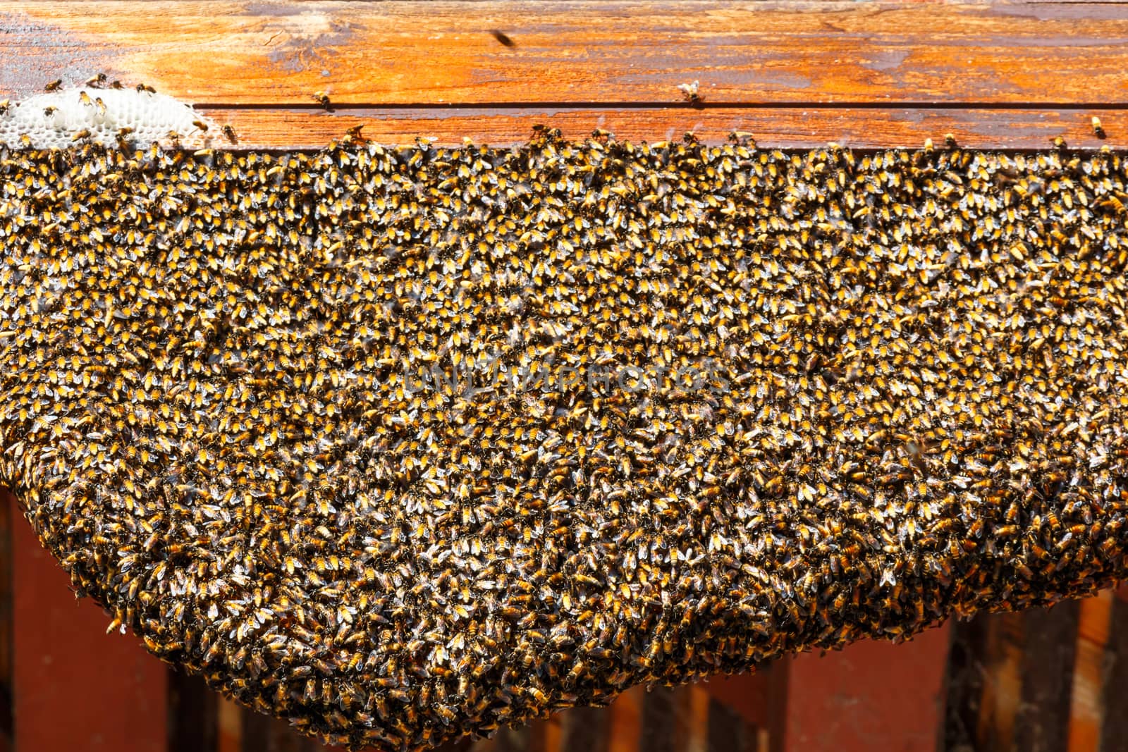 a honeycomb on wood with abundant bees