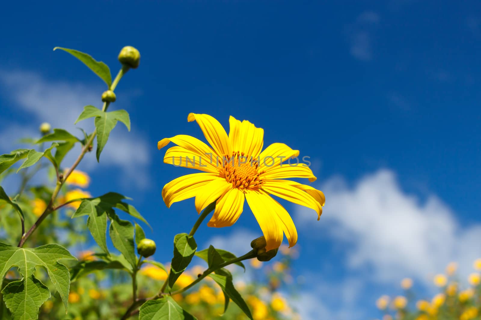 Mexican Sunflower Weed (Bau tong flower) and blue sky at Mae Hong Son ,Thailand