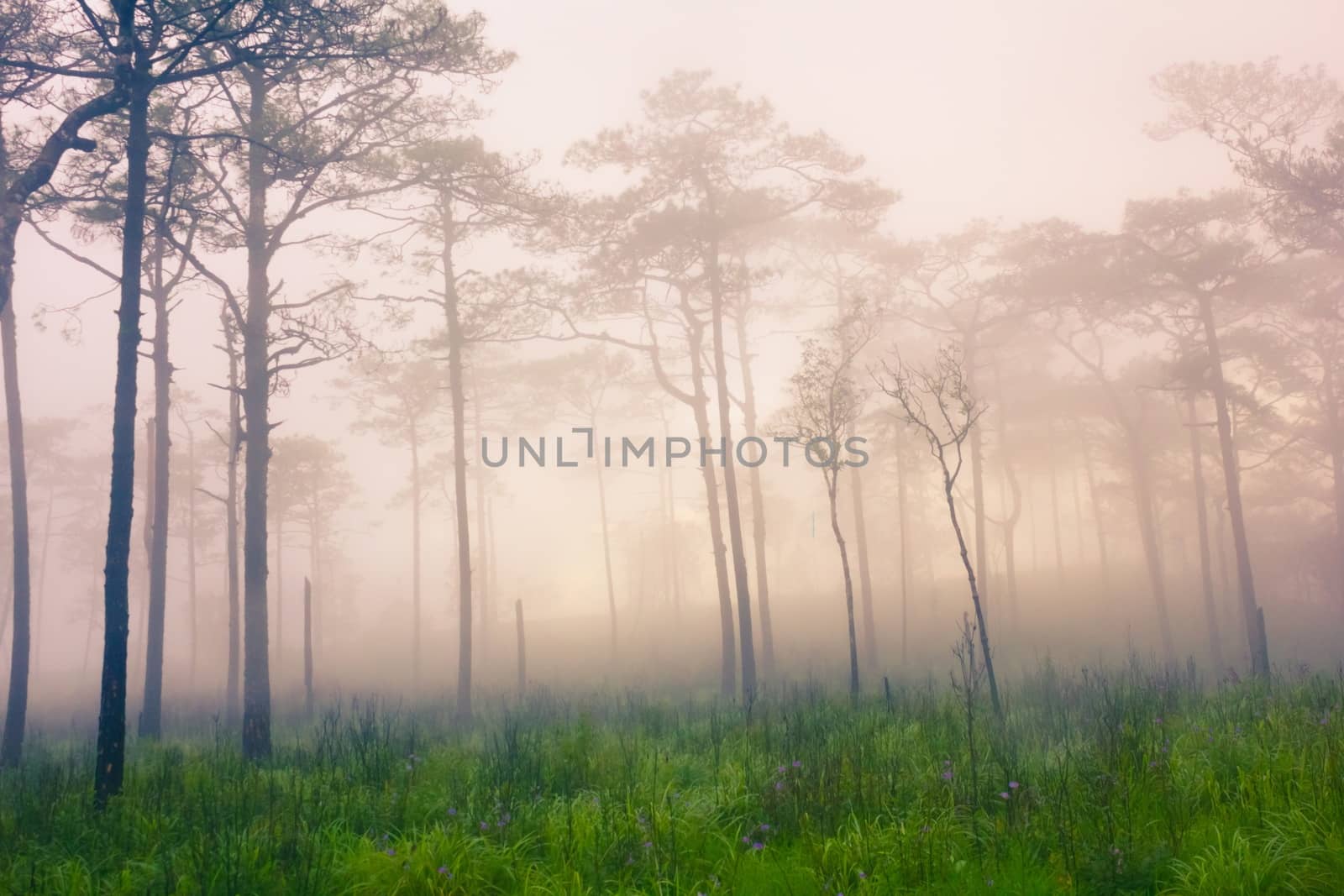 Pine forest with mist and wildflowers field