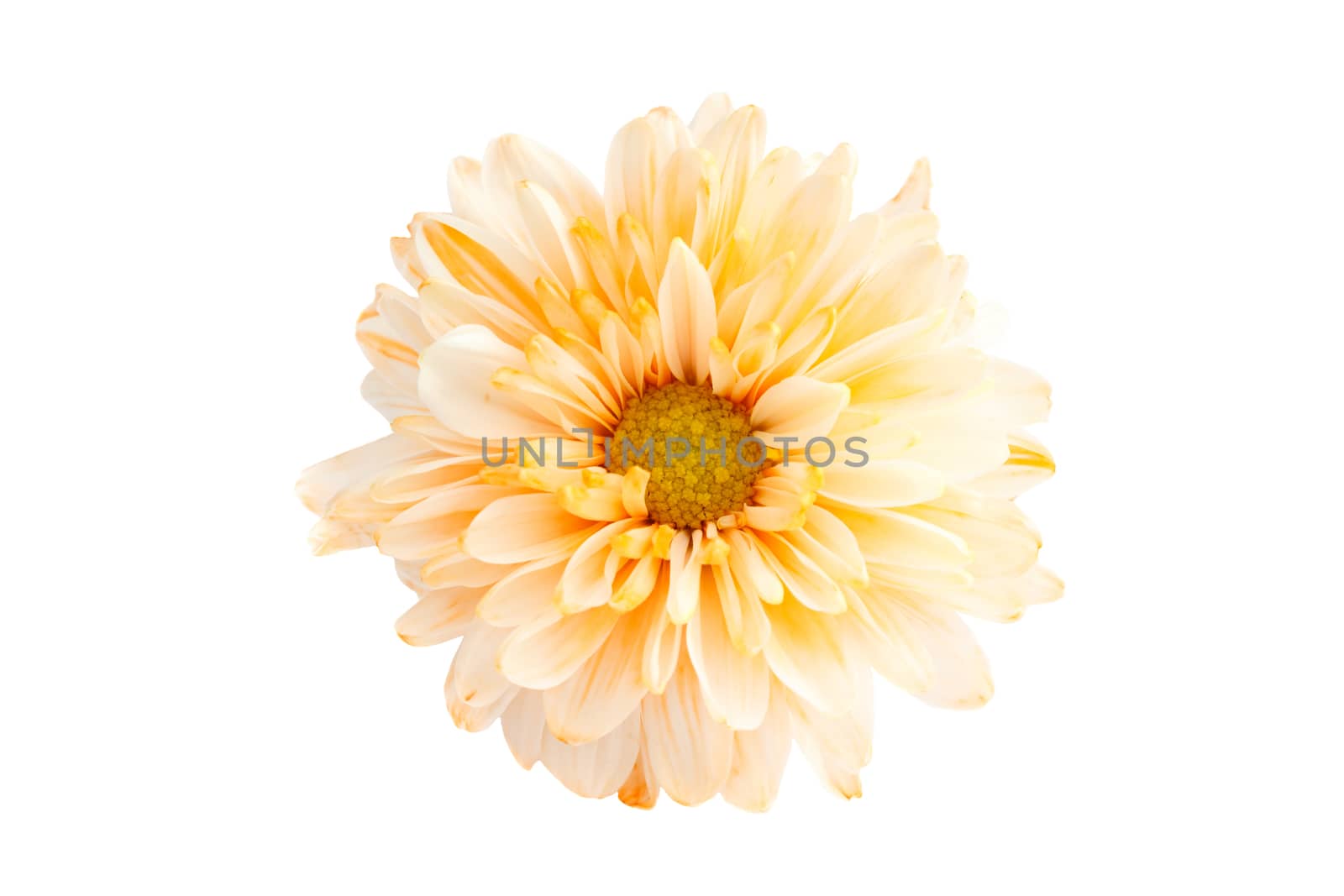 orange color Chrysanthemum on white background (isolated)