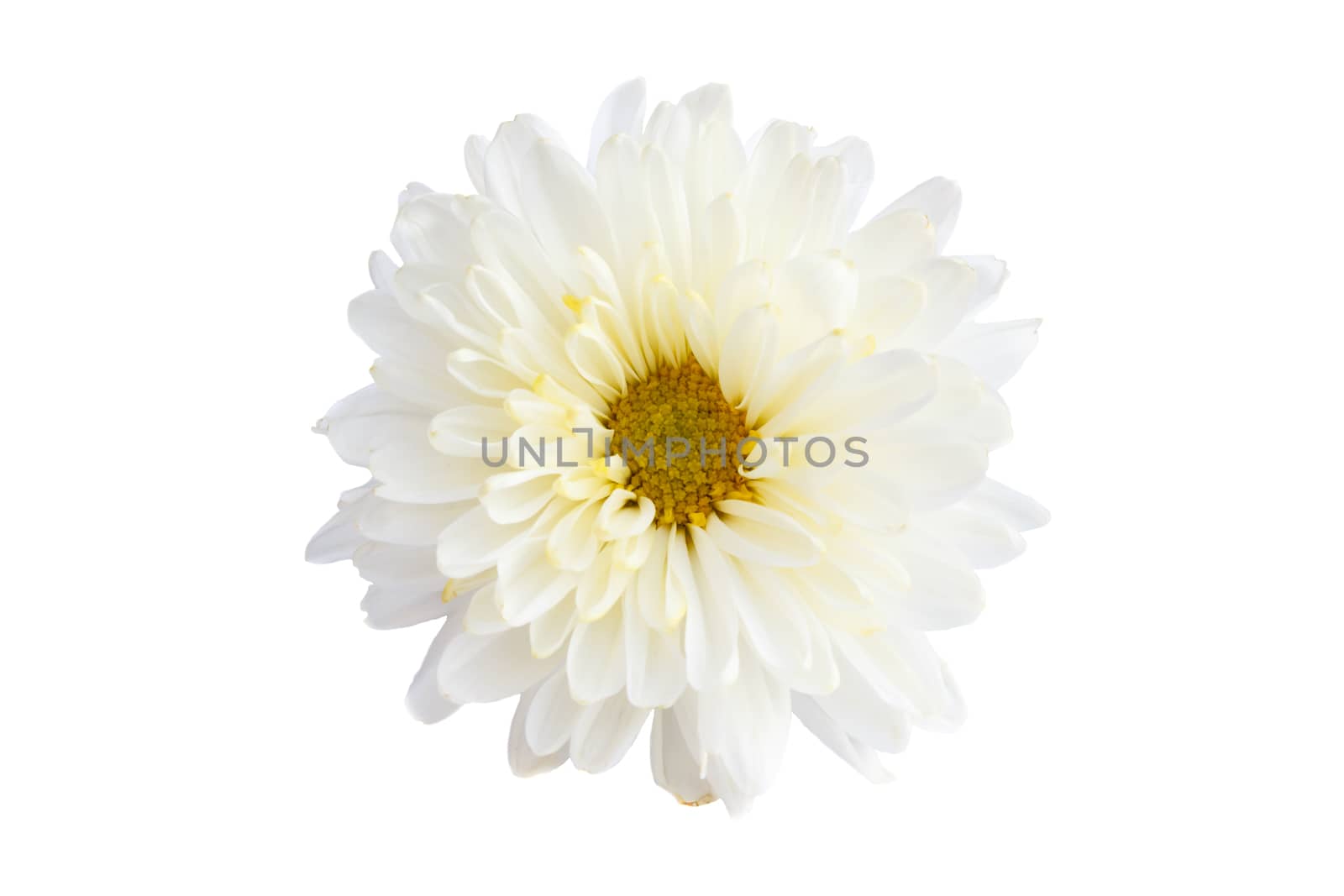 White color Chrysanthemum on white background (isolated)