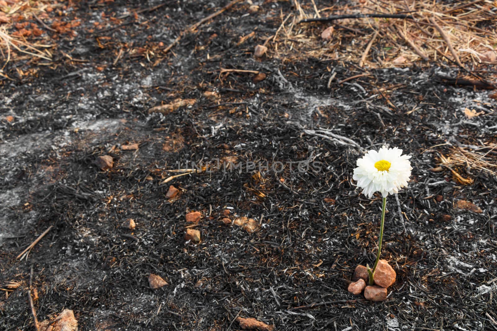 white flower survive on ash of burnt grass by stockdevil