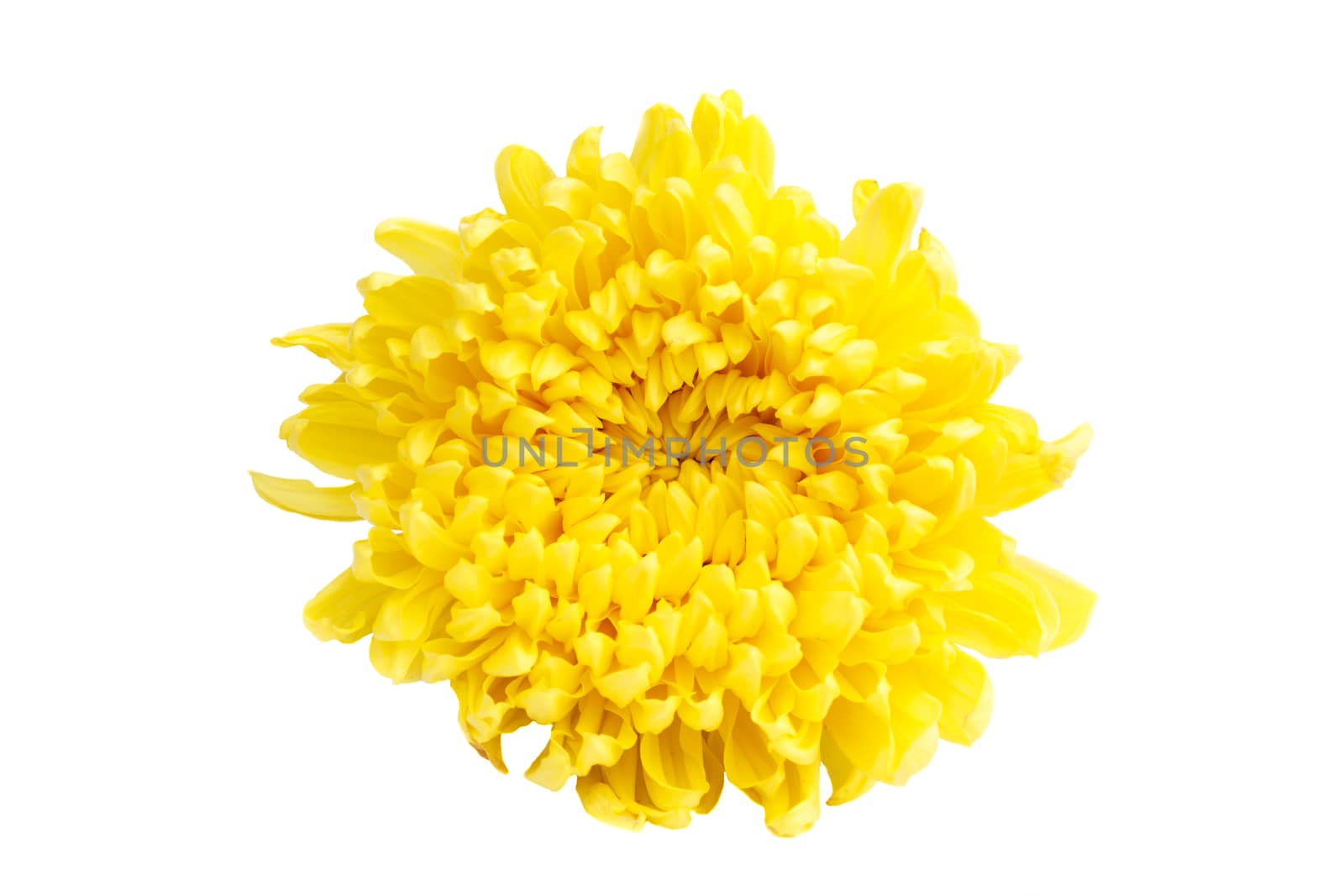 yellow color Chrysanthemum on white background (isolated)
