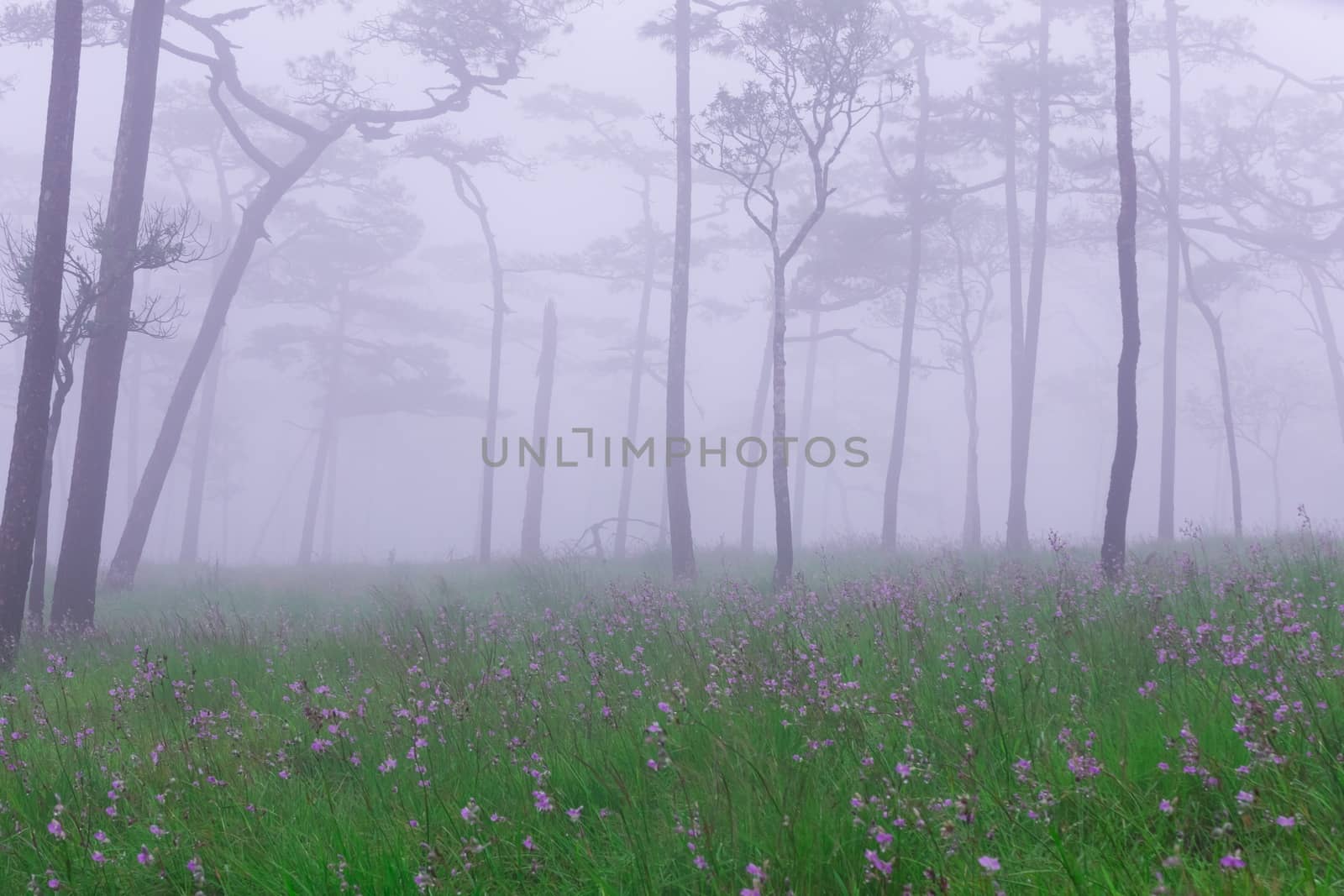 Pine forest with mist and wildflowers field by Volcanic