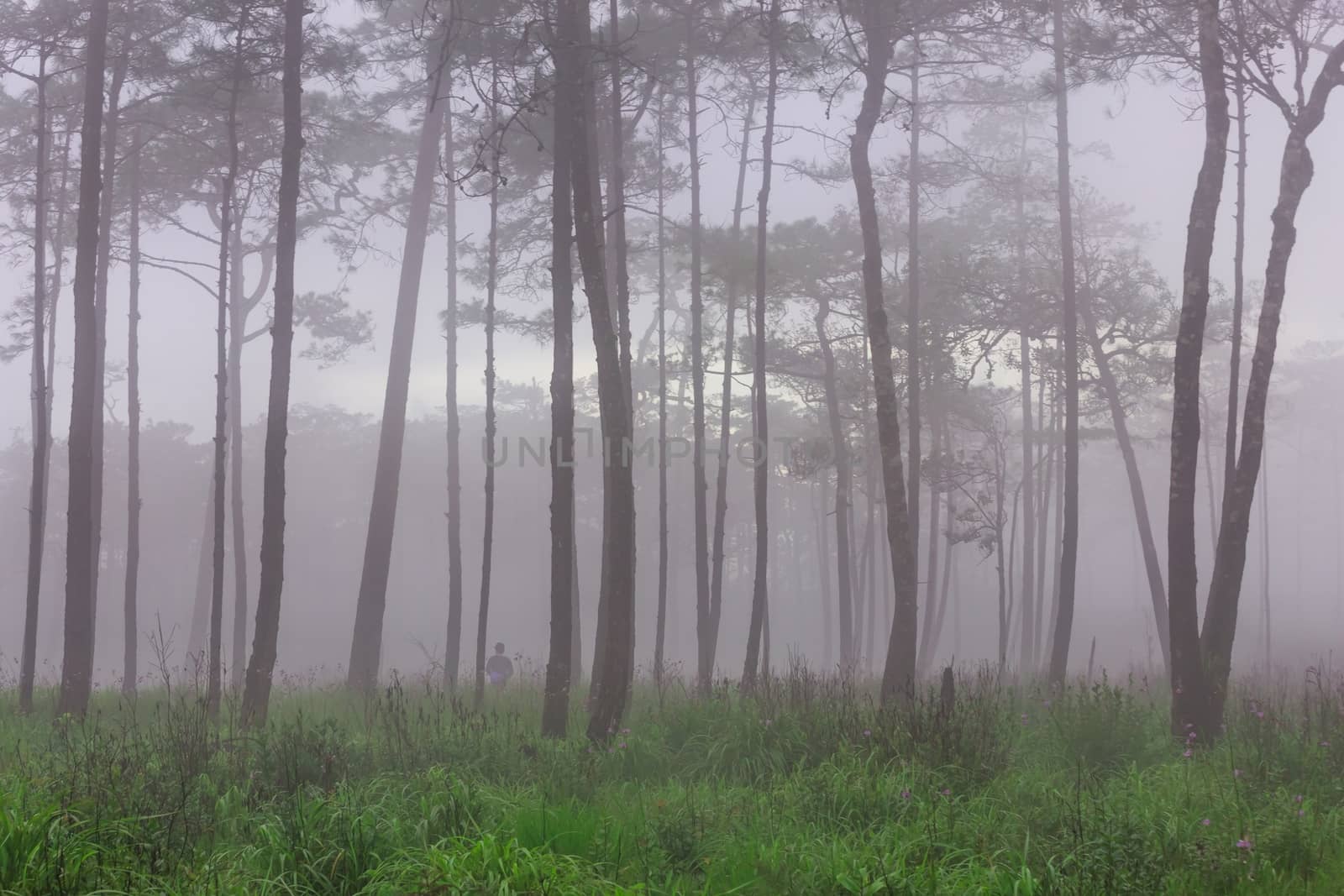 Pine forest with mist and wildflowers field by Volcanic