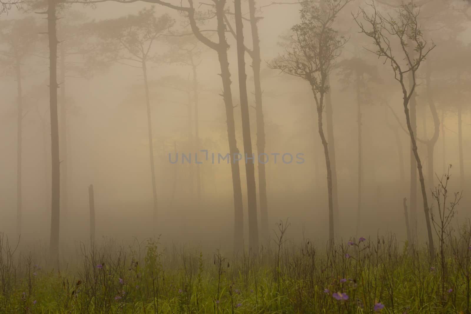 Pine forest with mist and wildflowers by Volcanic