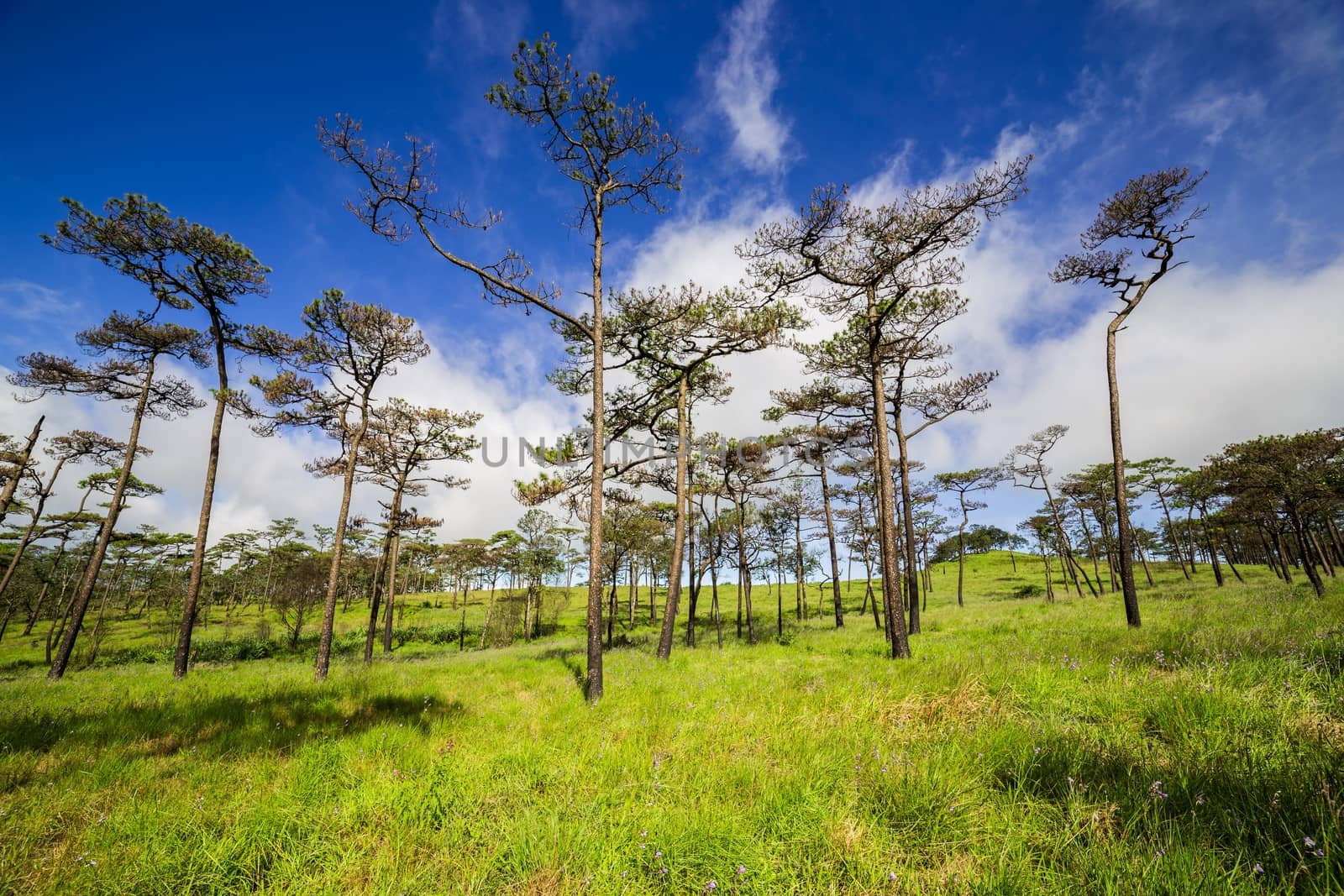 Fresh Green grass with pine forest by Volcanic