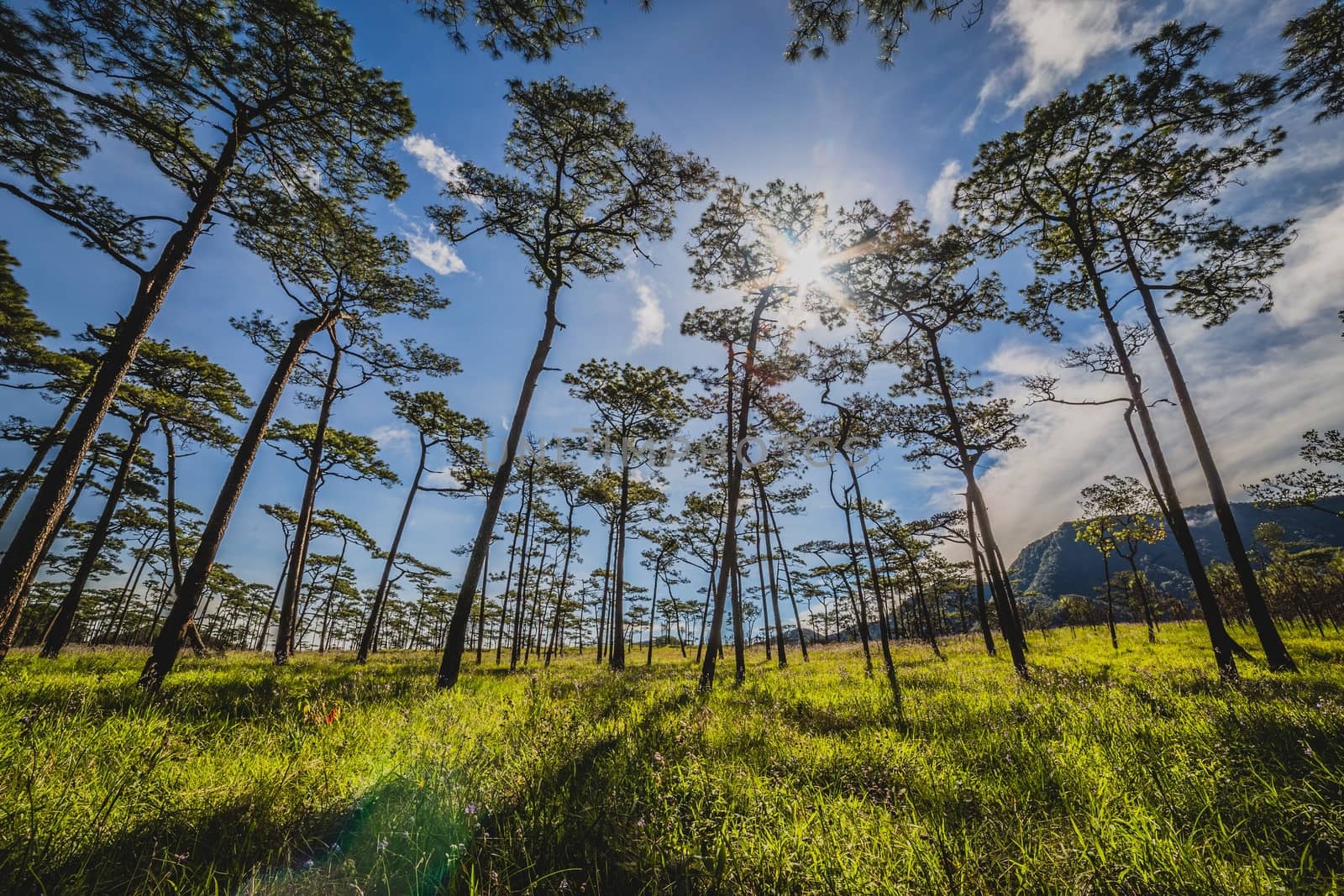 Fresh Green grass with pine forest by Volcanic