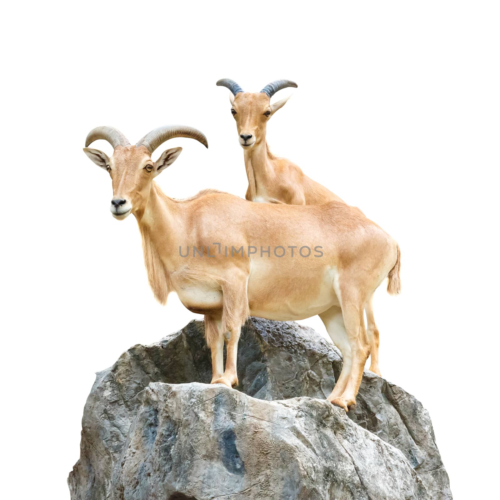Serow (Mountain Goat , Capricornis sumatraensis) stand on rock at Chiangrai ,Thailand (Isolated) by stockdevil
