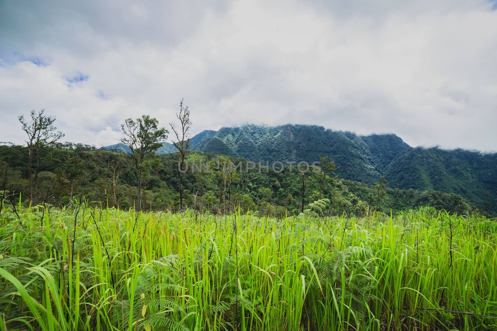 Fresh Green grass with pine trees and mountain