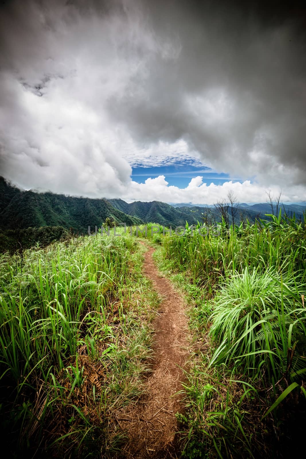 Fresh Green grass with storm cloud