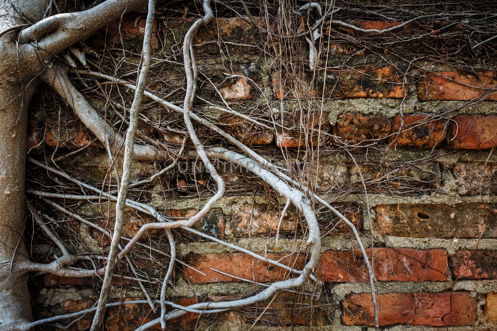 Old wall and root of tree (vignette style) by stockdevil