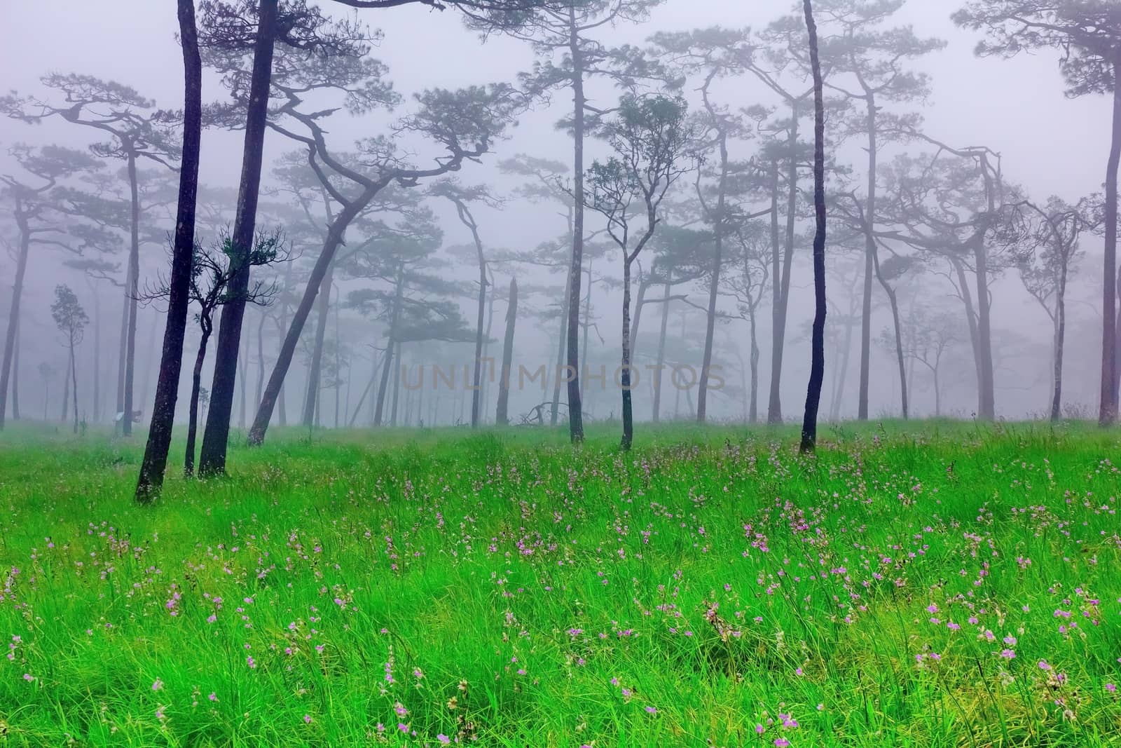 Pine forest with mist and wildflowers field