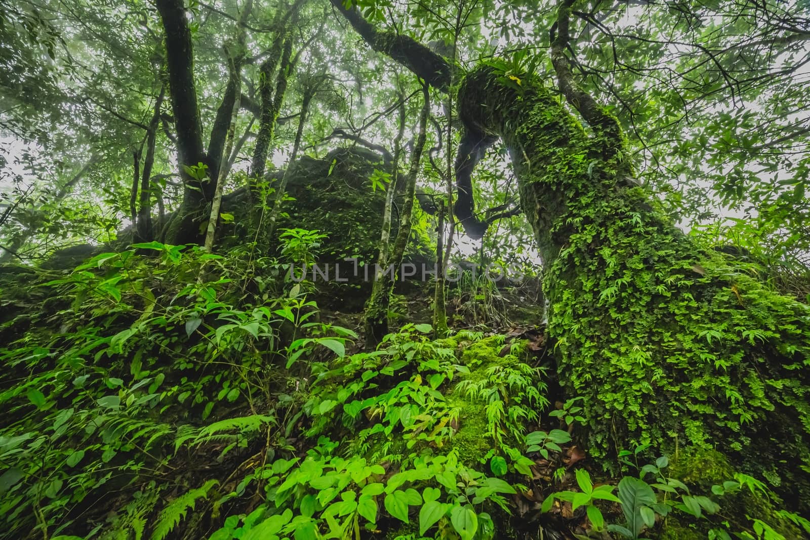 Large tree and ferns in lush tropical jungle