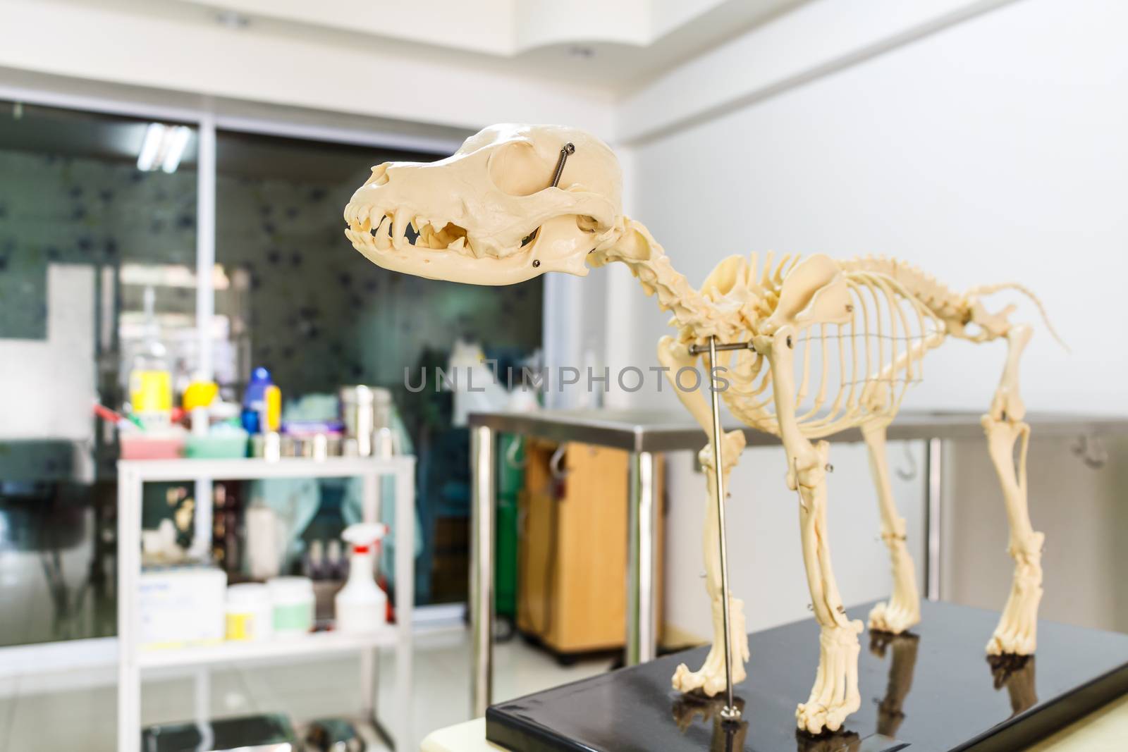 Dog skeleton model in veterinary hospital by stockdevil