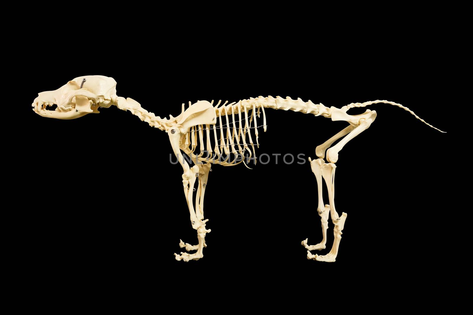 Dog skeleton model on black background