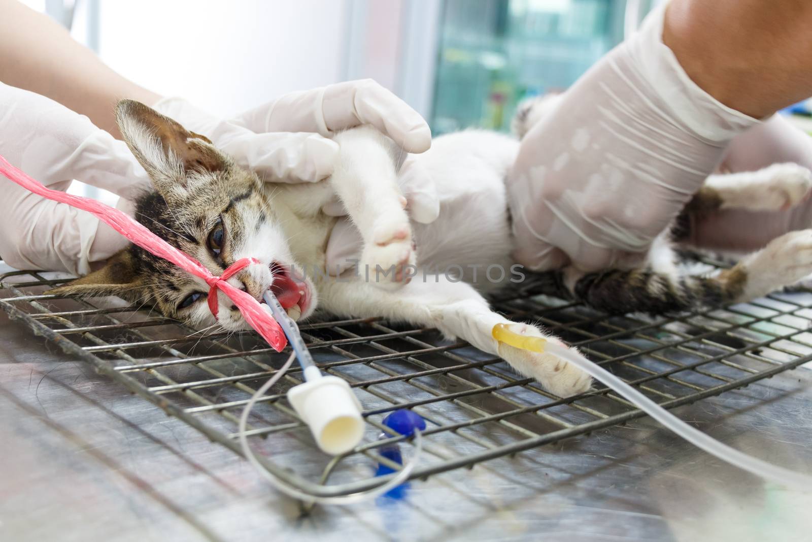 Cat was operated on operate table by veterinarian in Thailand