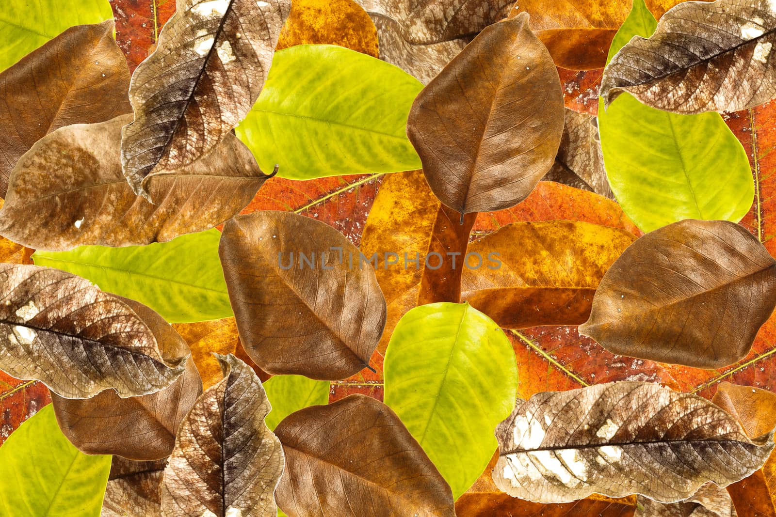 Leaves overlap background by stockdevil