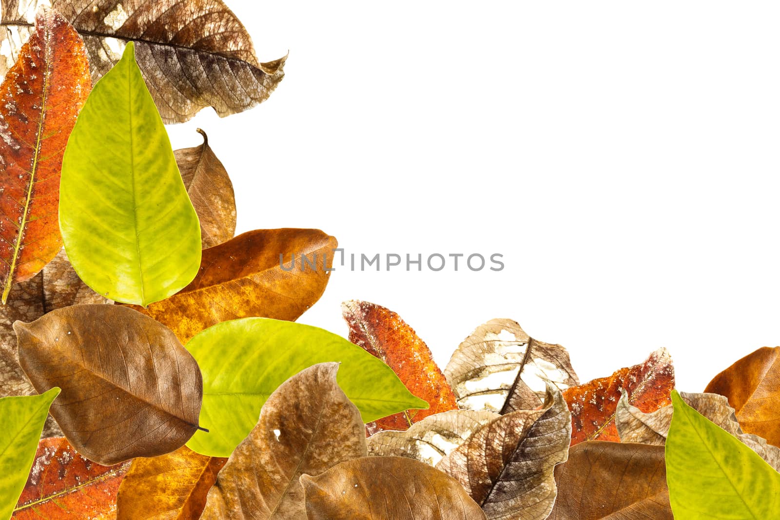 Leaves overlap background by stockdevil