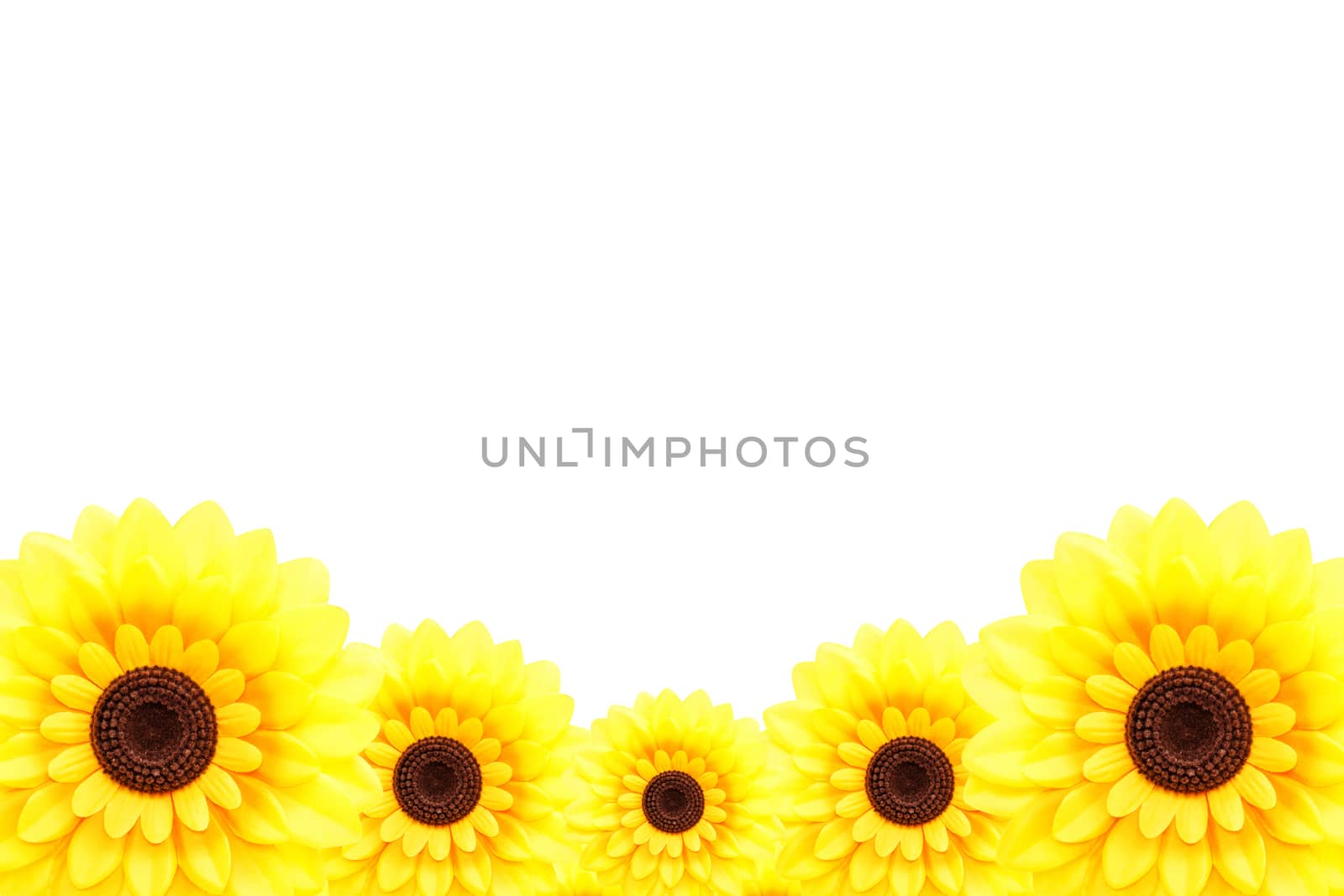 Sunflower at lower border by stockdevil