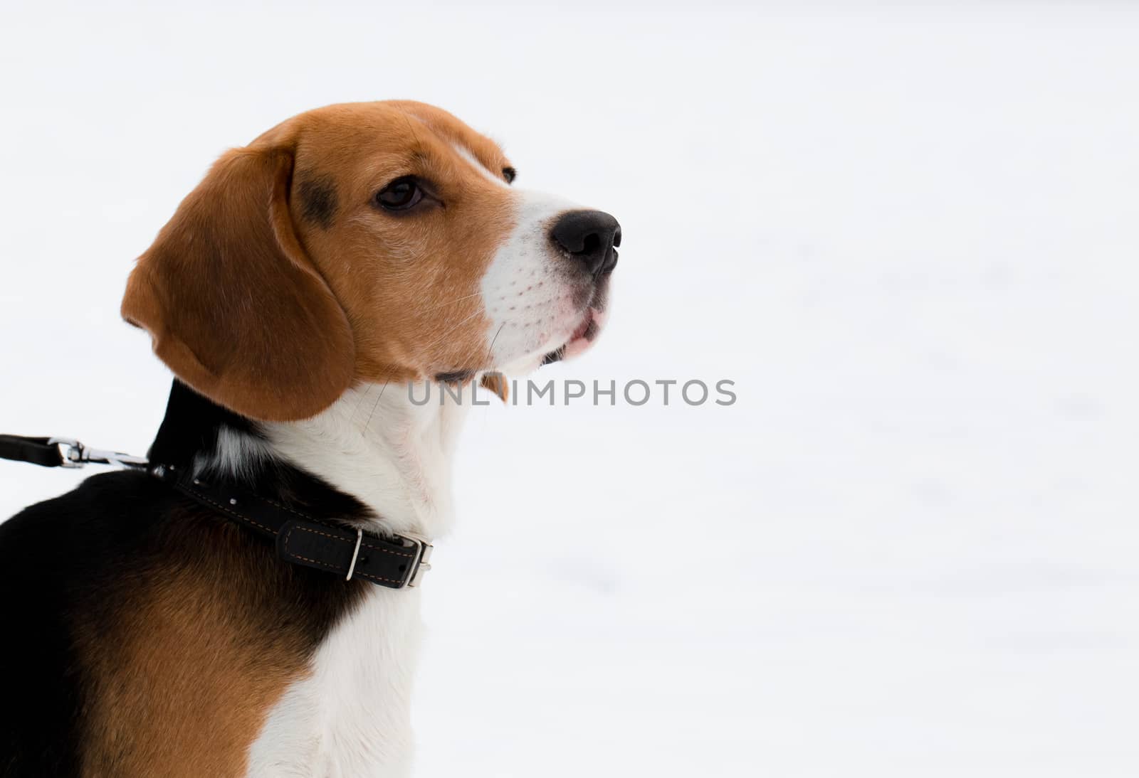 Portrait of a Beagle on snow background.