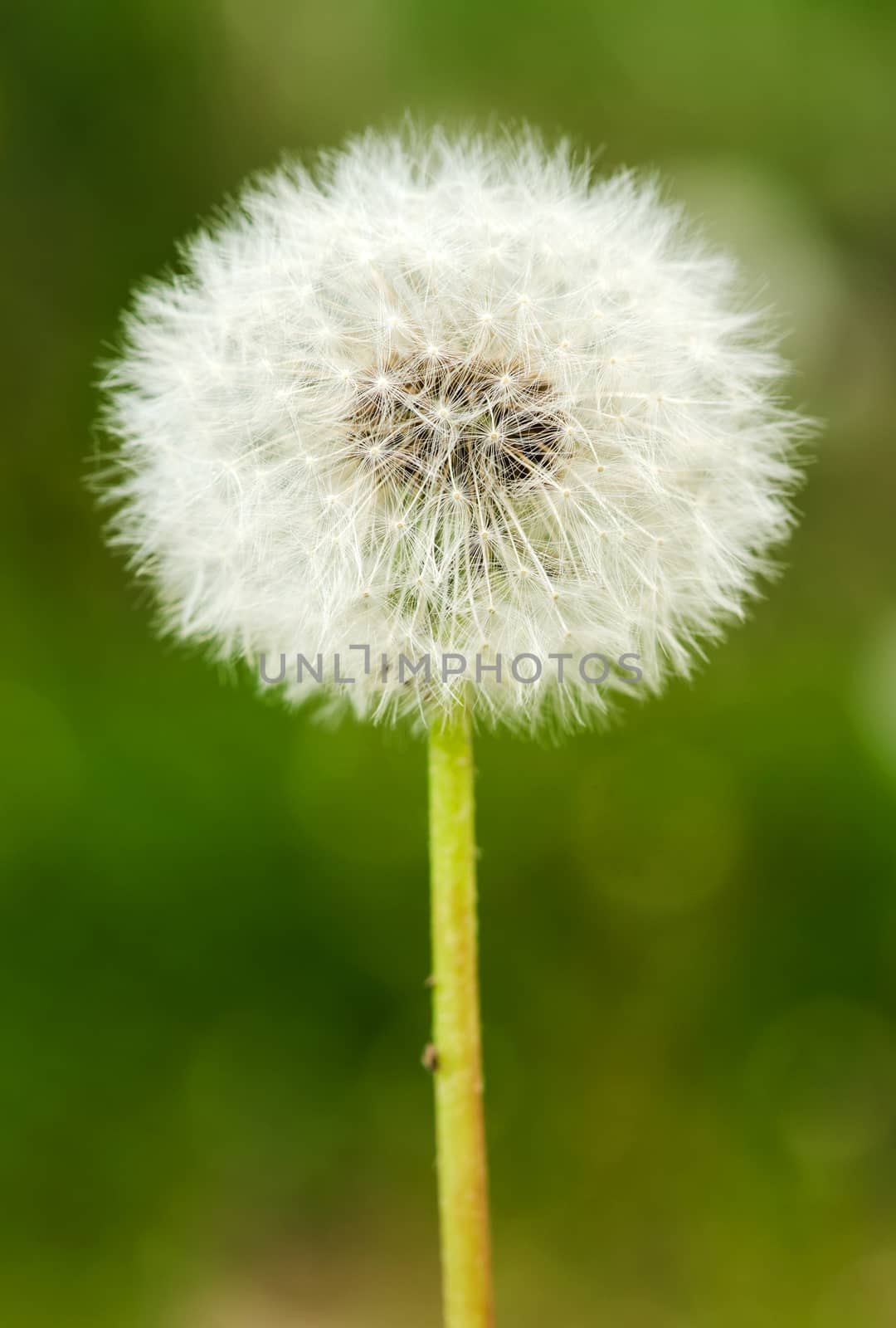 Detail of past bloom dandelion on green blur background.