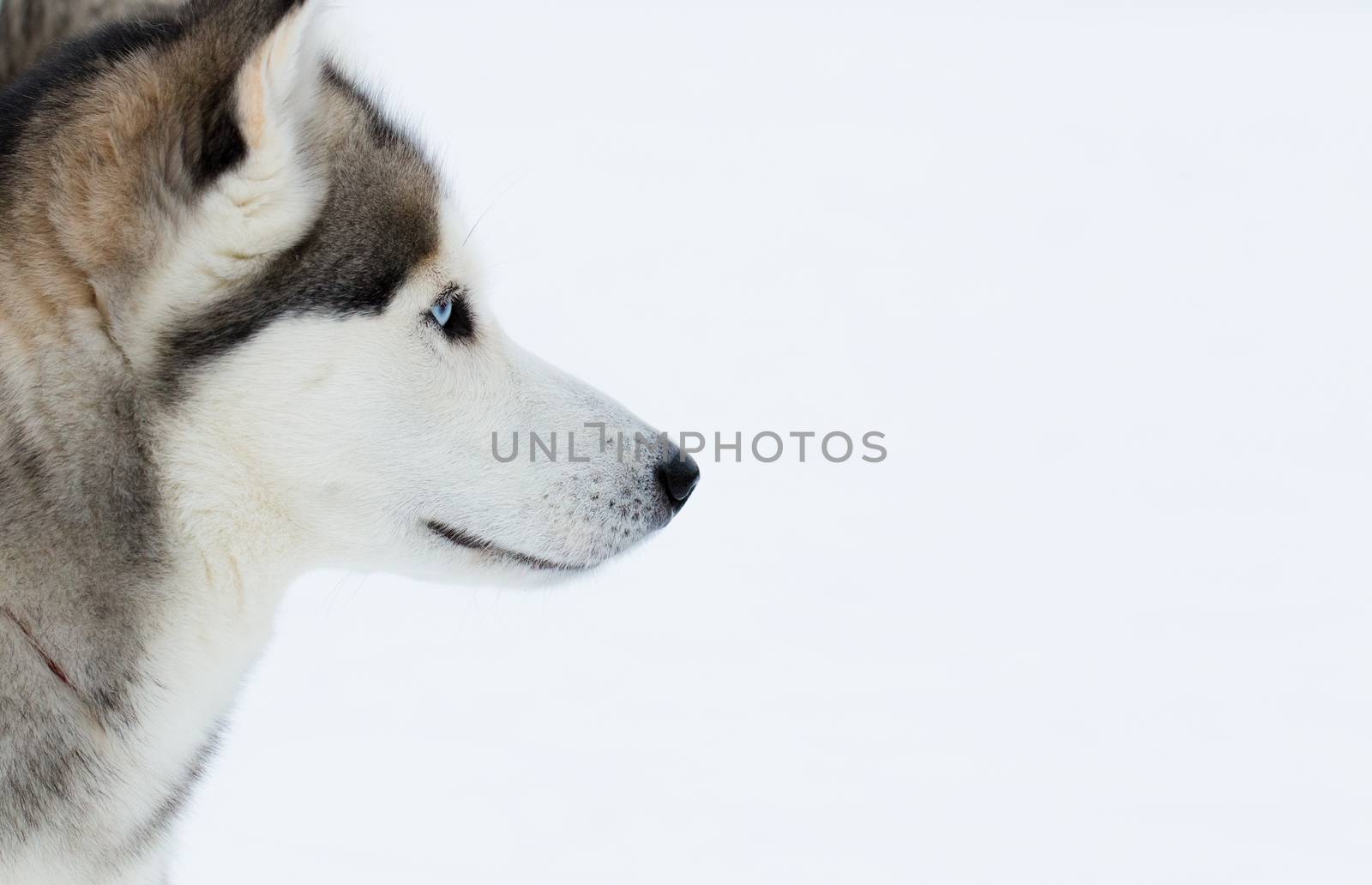 Portrait of a Siberian Husky on snow background.