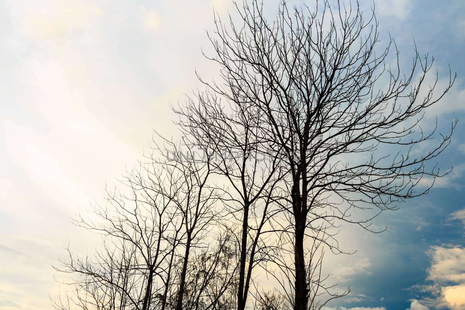 Dry tree by stockdevil