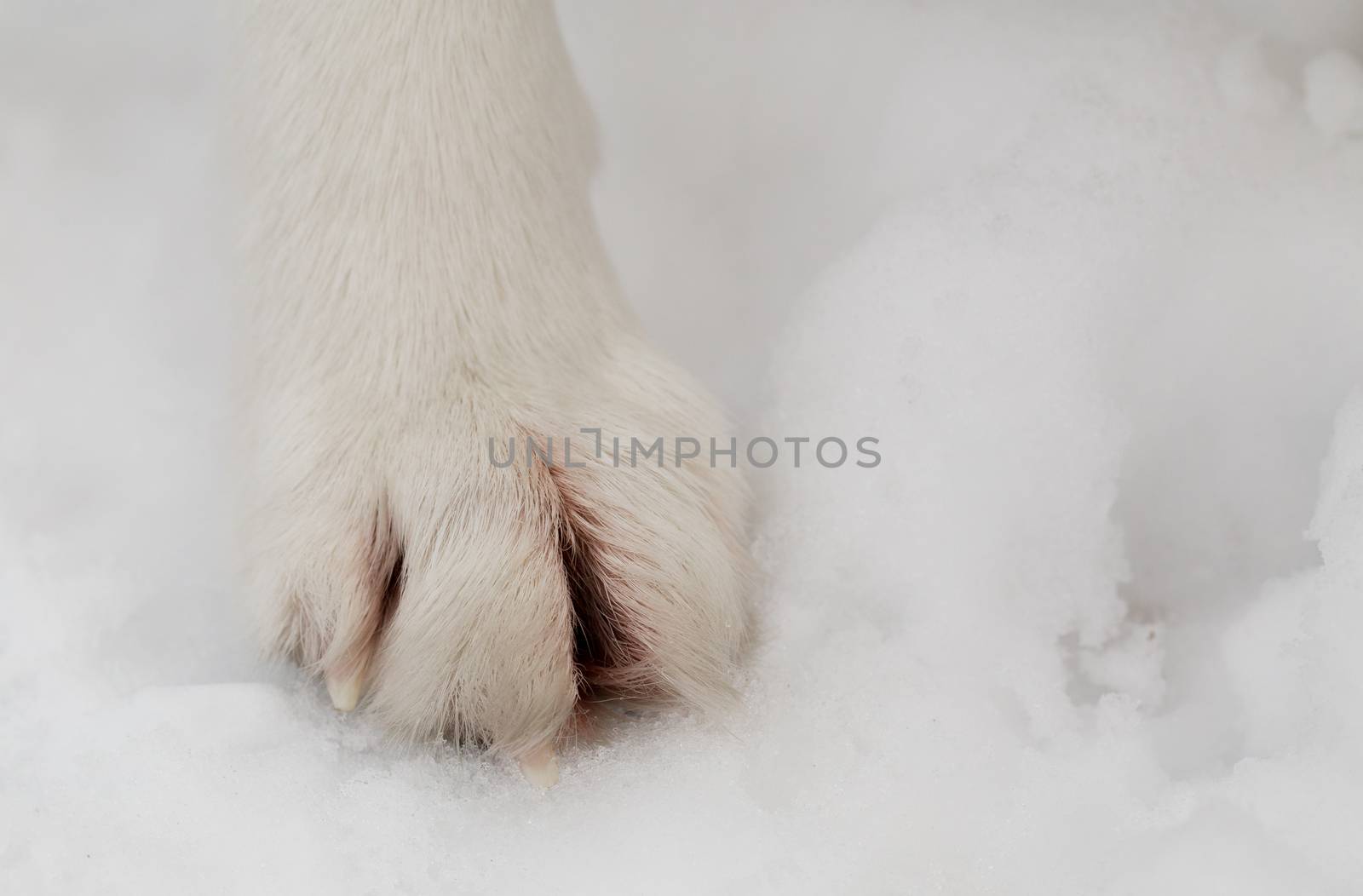 Paw of Siberian Husky in the snow.