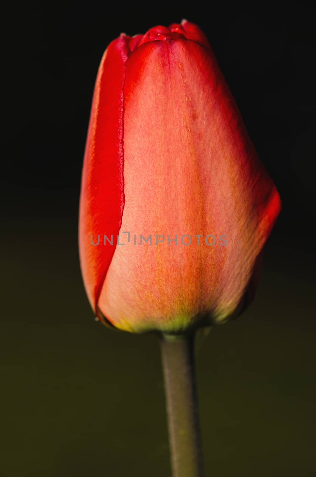 Beautiful yellow tulip detail isolated on black background