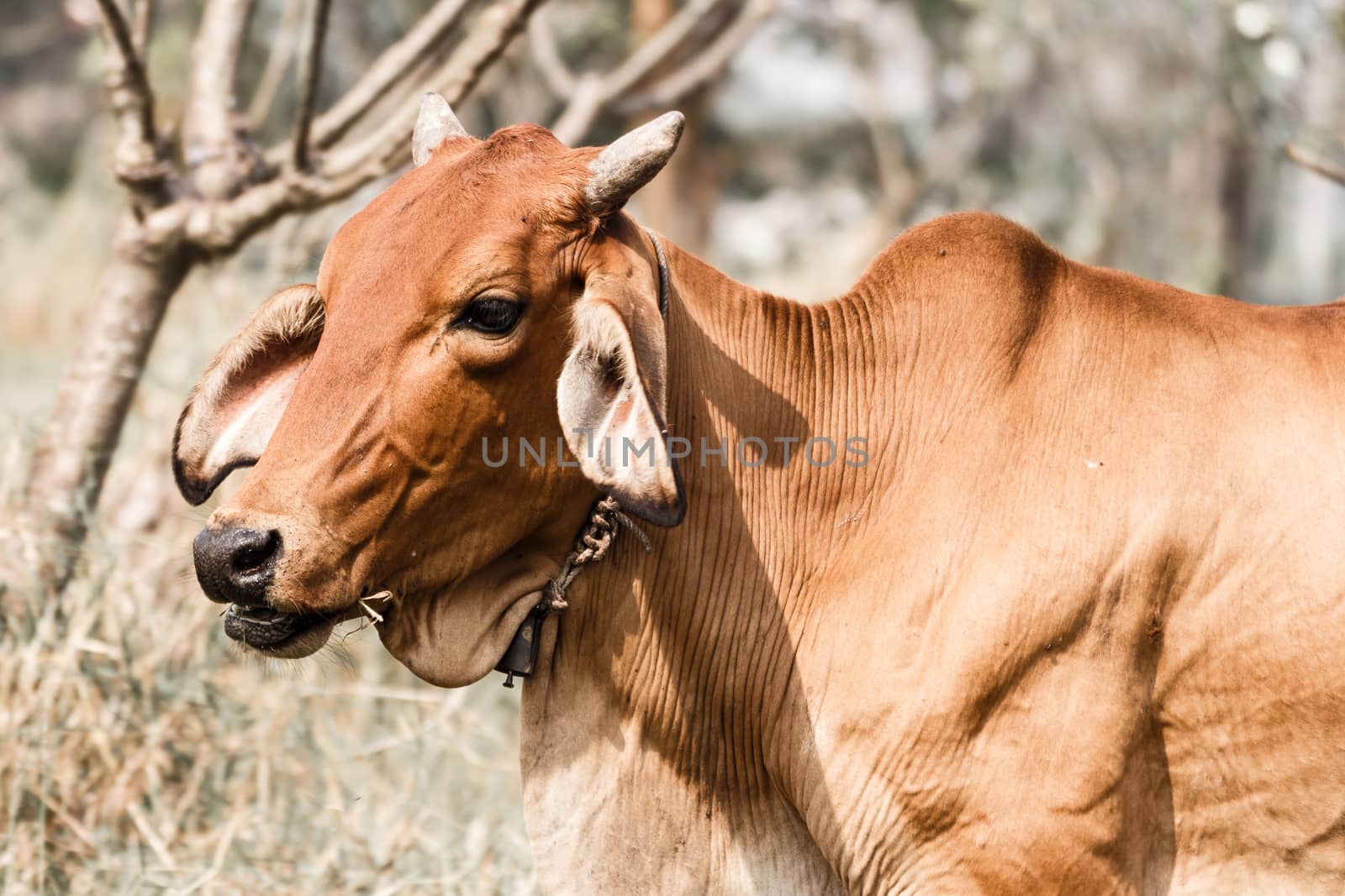 cattle on grassland in rural ,Thailand