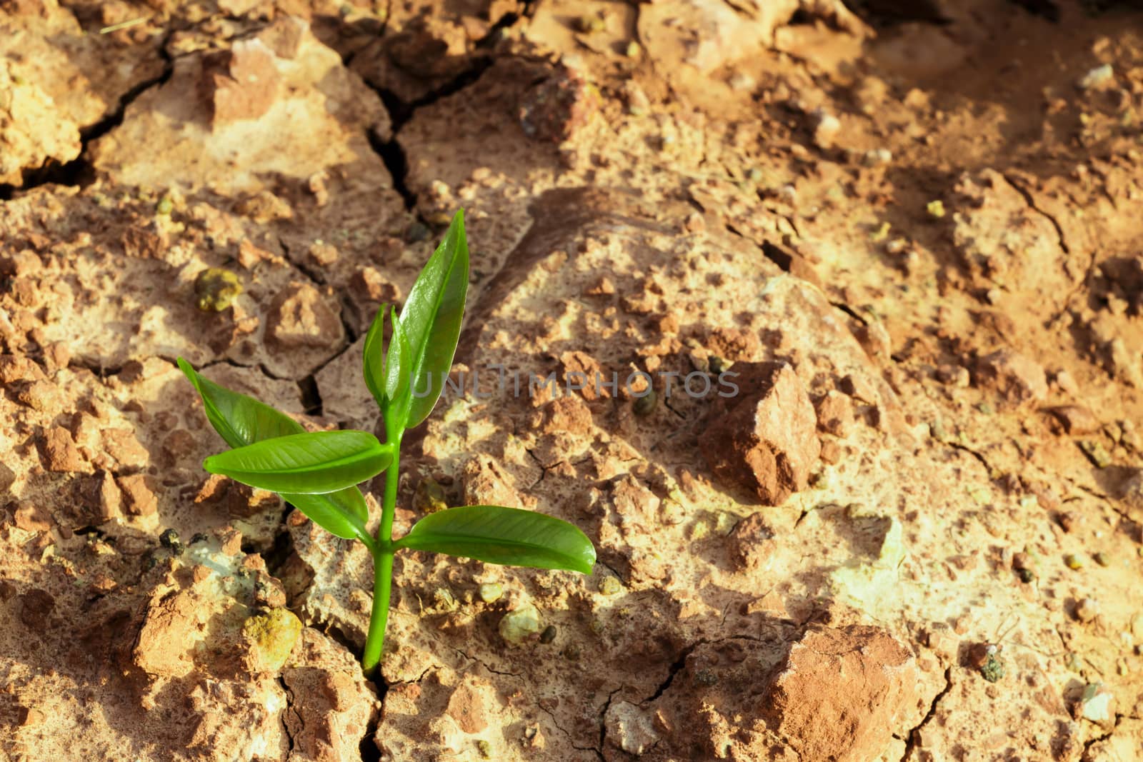 Sprout on cracked ground by stockdevil