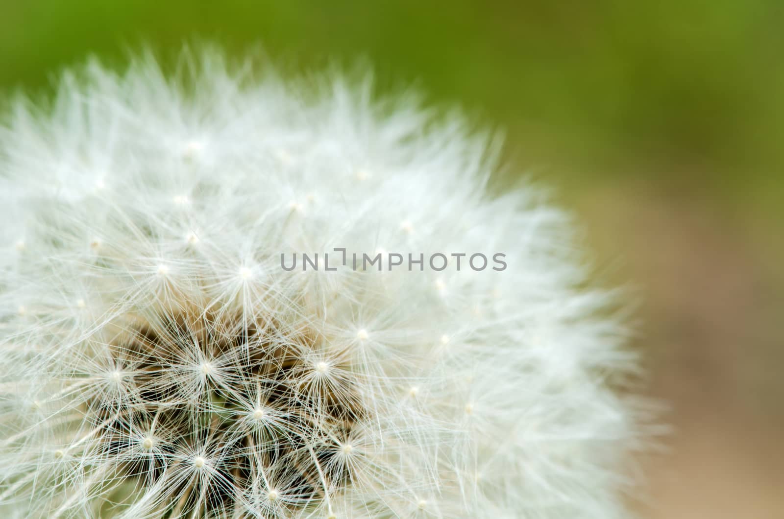 Detail of past bloom dandelion on blur background.