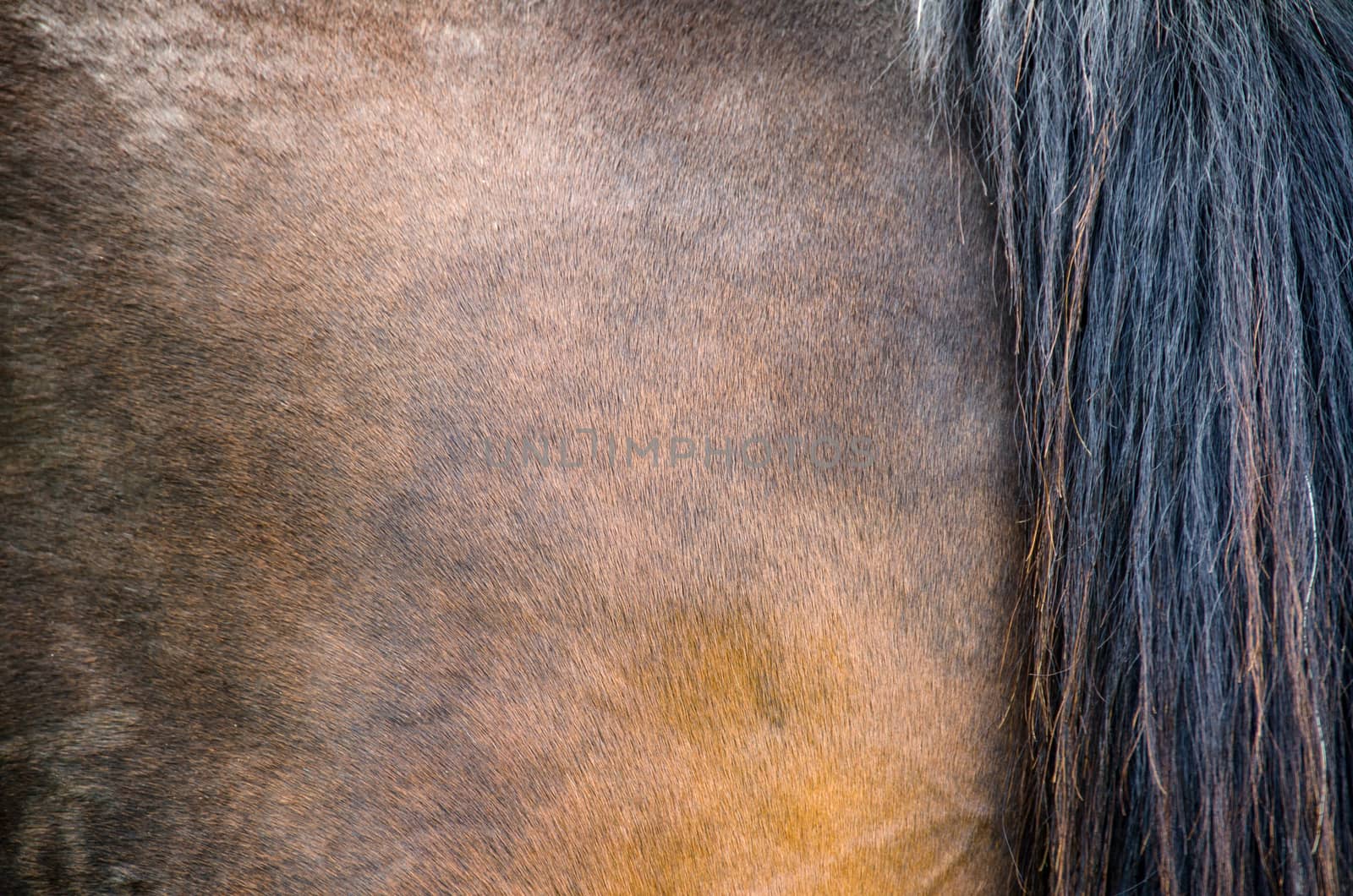 Texture of horse coat with black tail
