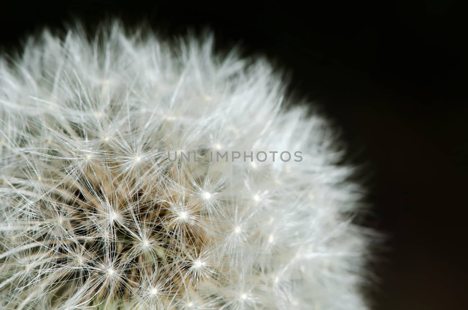 Detail of past bloom dandelion isolated on black background.