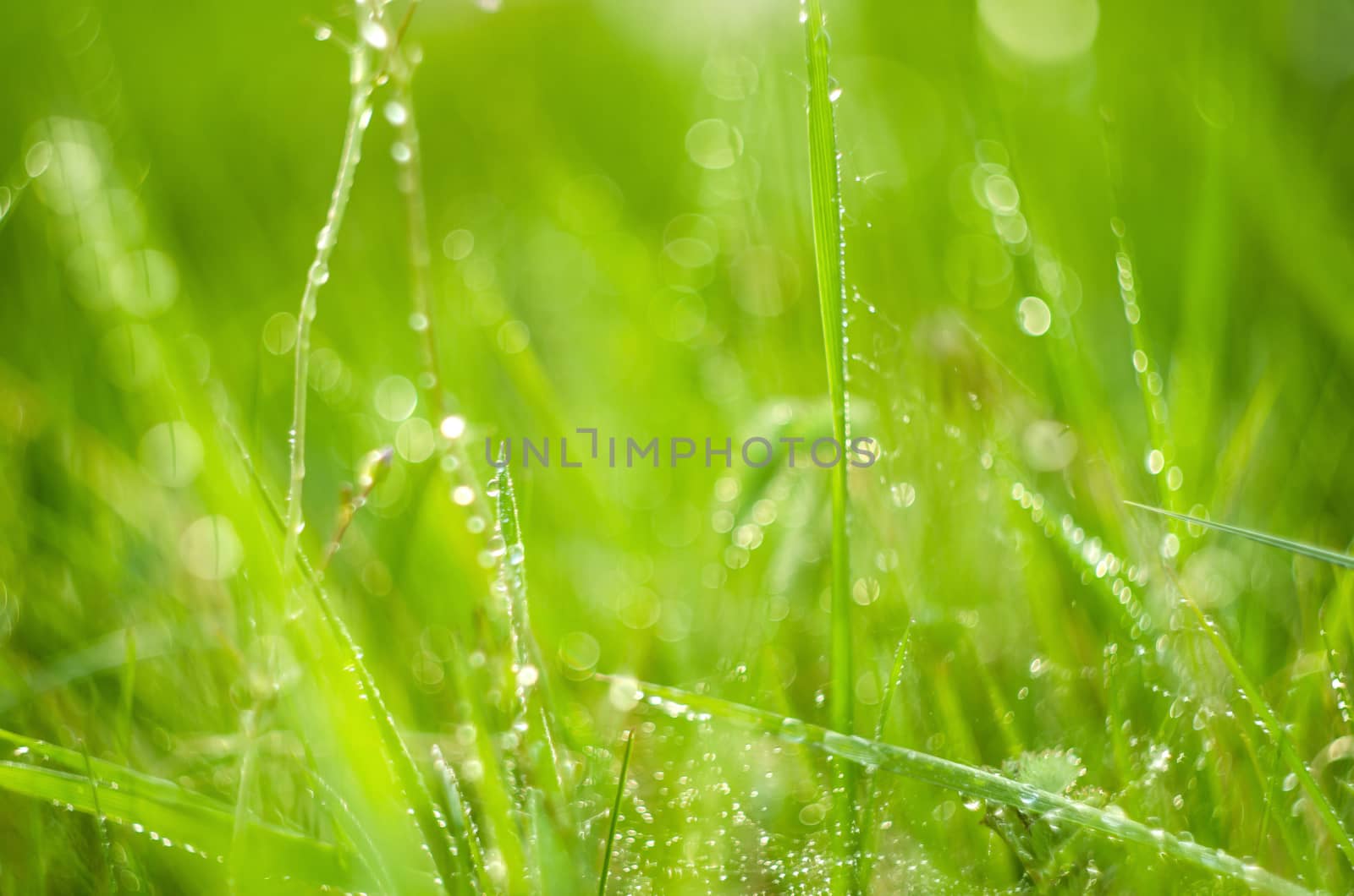 Detail of grass with dew in sunrise soft sunlight.