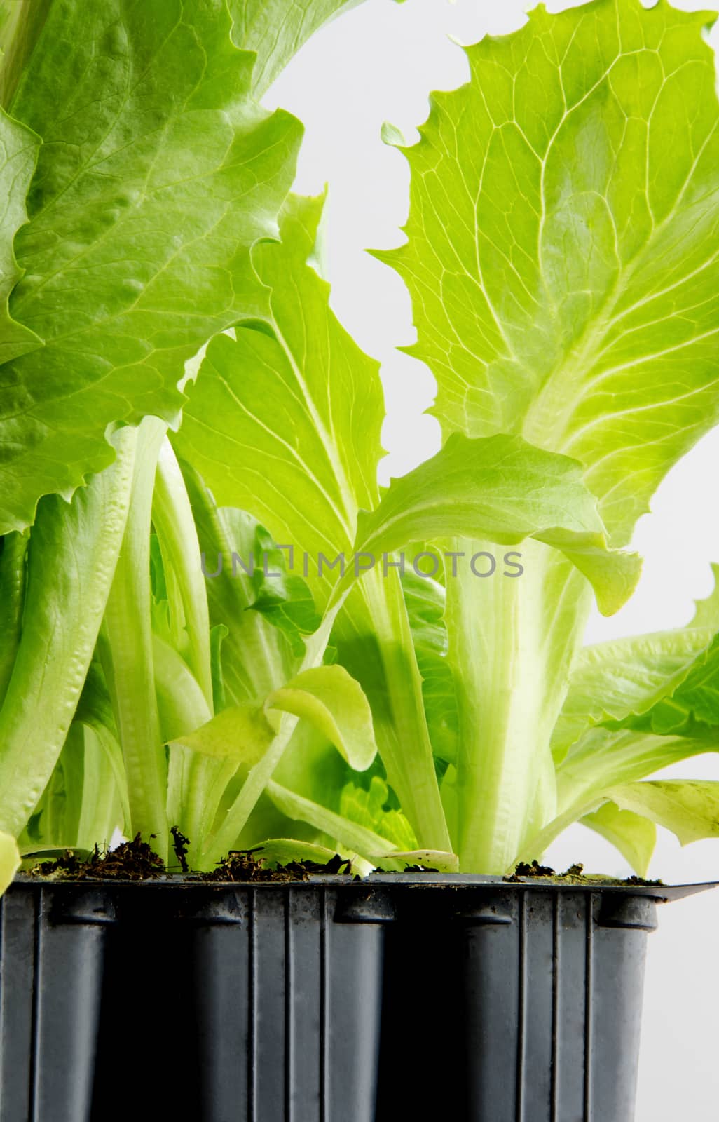 Six lettuce seedlings in the black flowerpot isolated on white background.