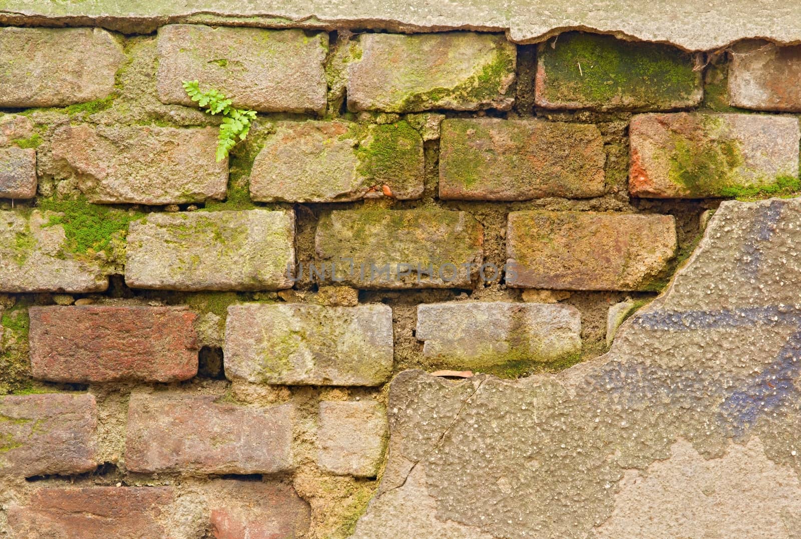 Closeup of bricks wall by Dermot68