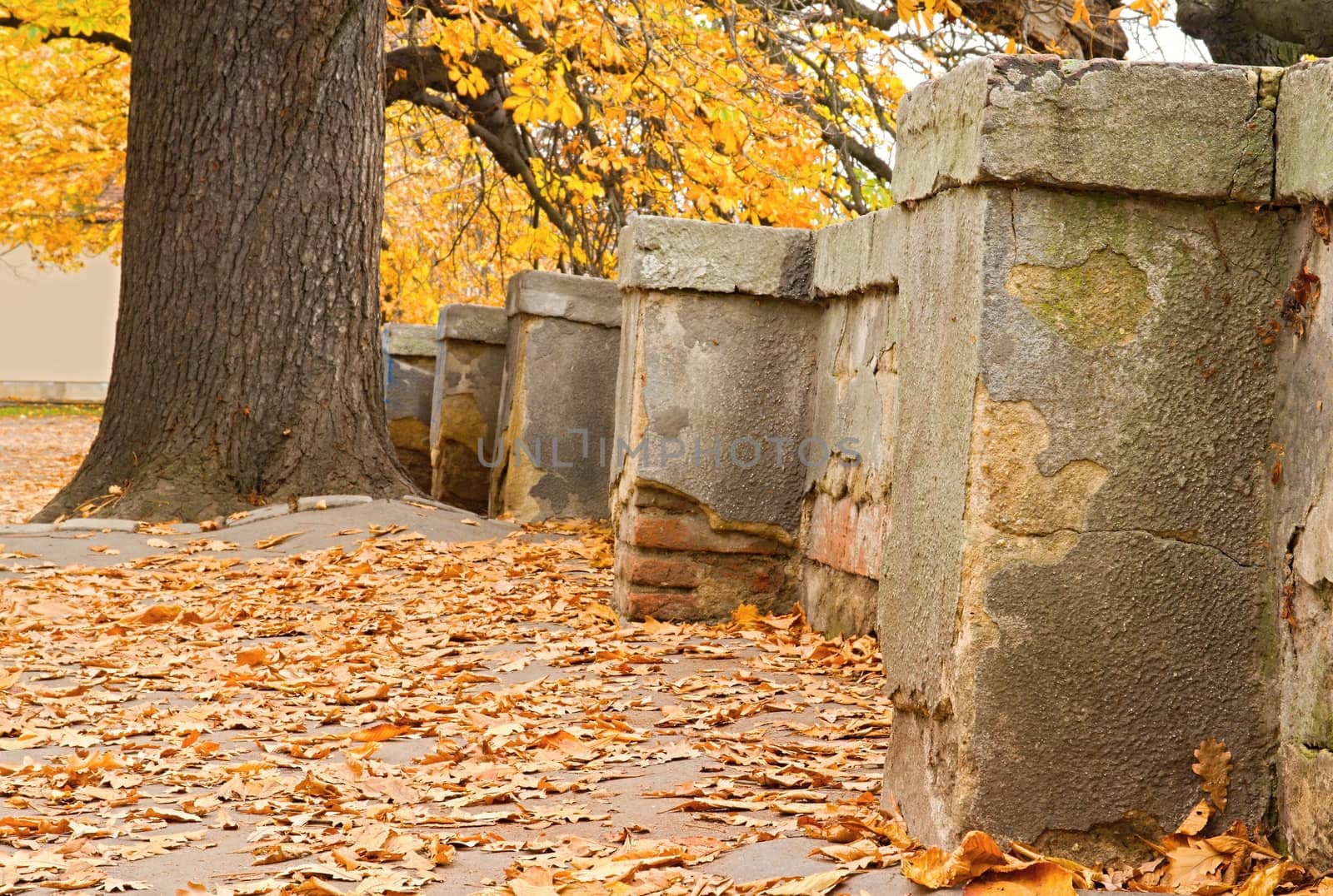Photo shows a detailed closeup of old bricks wall and leafs.