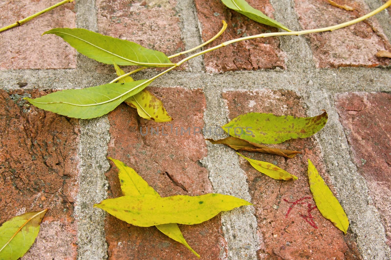 Closeup of plant on the bricks by Dermot68